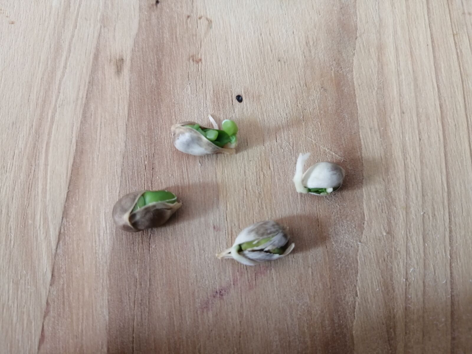 HUAWEI P30 LITE sample photo. Seeds, life, harvest photography