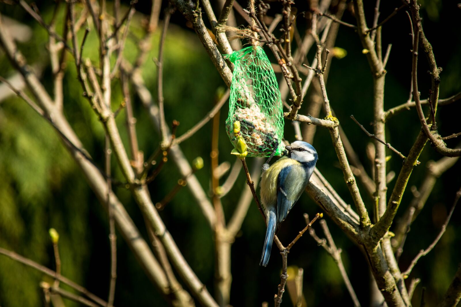 Nikon D5600 sample photo. Nature, garden, spring photography