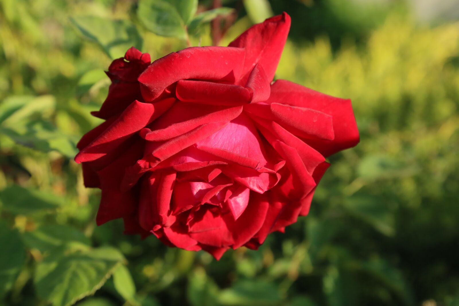 Canon EF 24-105mm F4L IS USM sample photo. Rose, spring, nature photography
