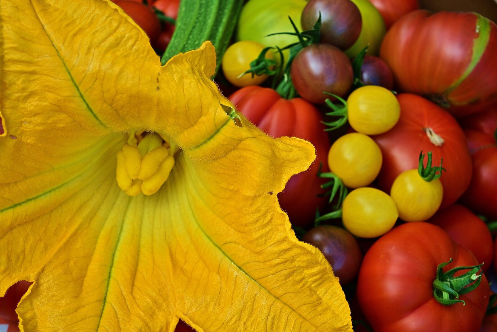 Nikon D5200 sample photo. Harvest, garden, tomatoes photography