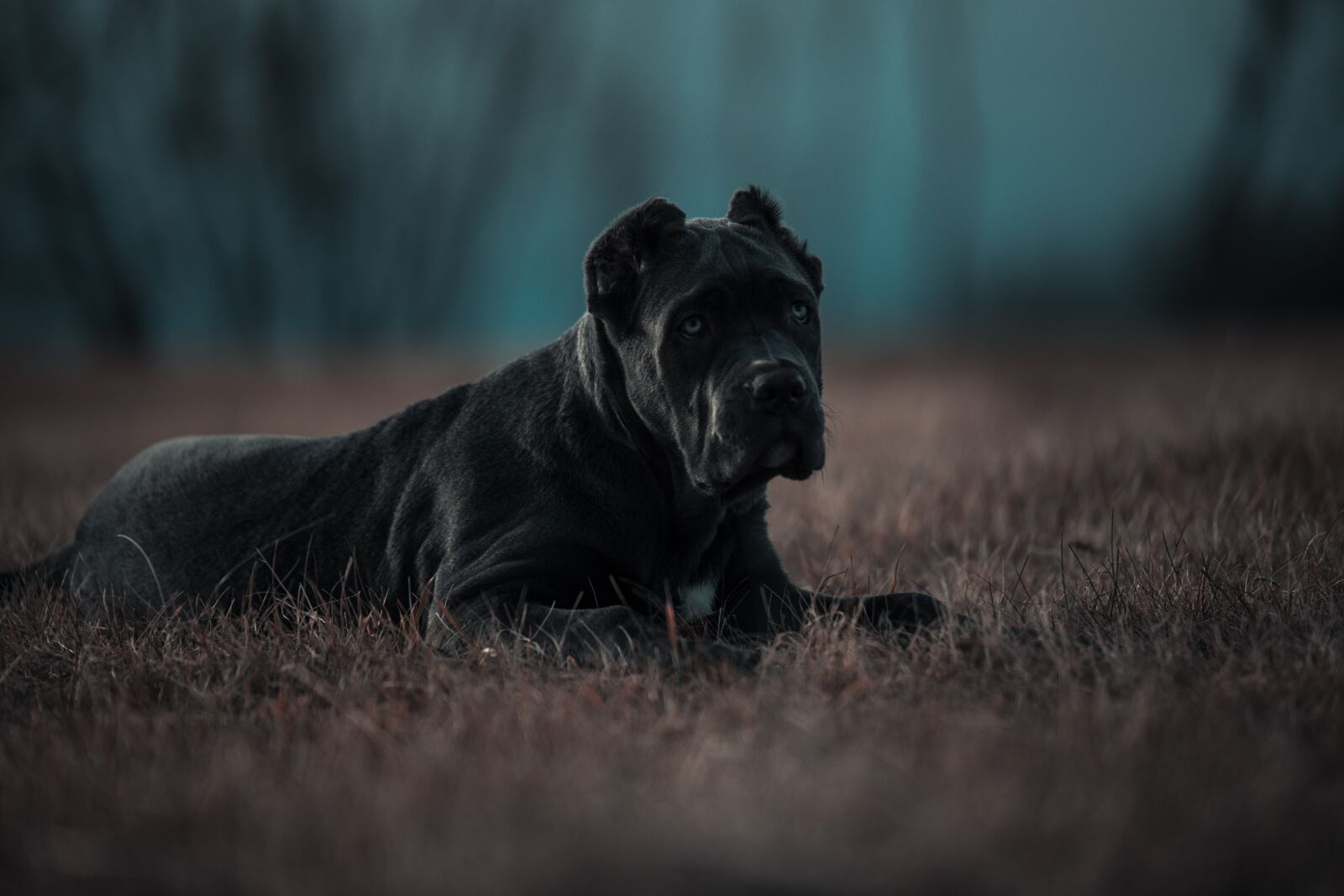 Canon EOS 6D sample photo. Bandog, puppy, blue eyes photography