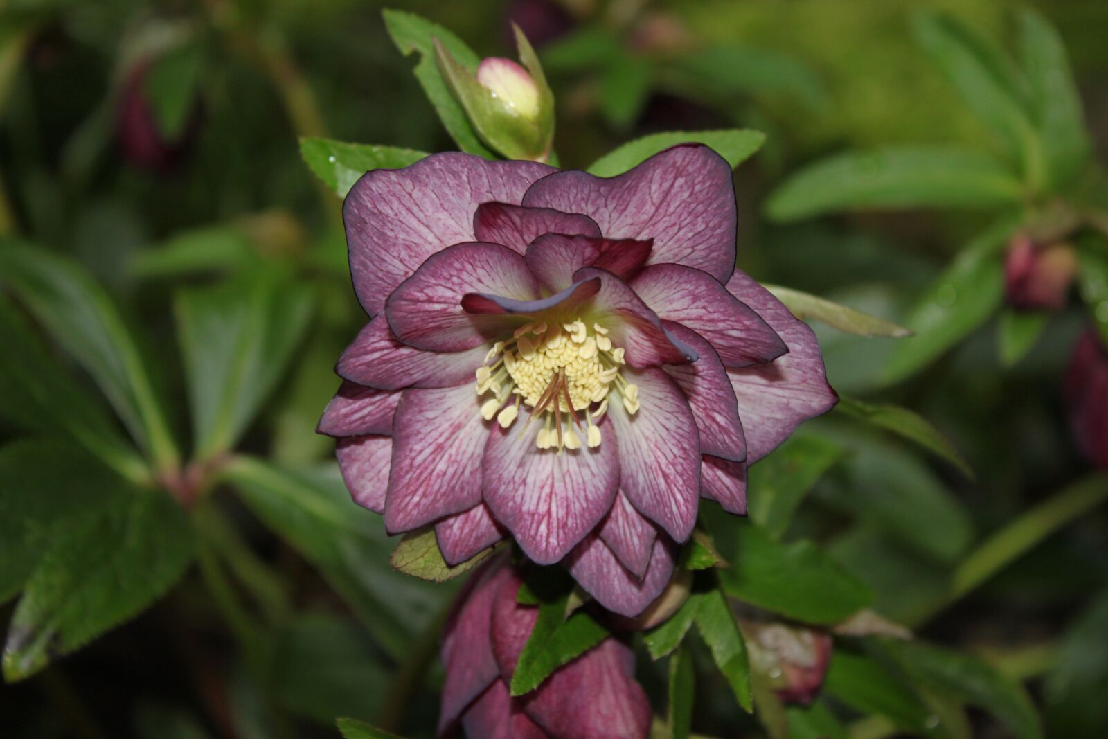 Canon EOS 500D (EOS Rebel T1i / EOS Kiss X3) sample photo. Nature, flower, garden photography
