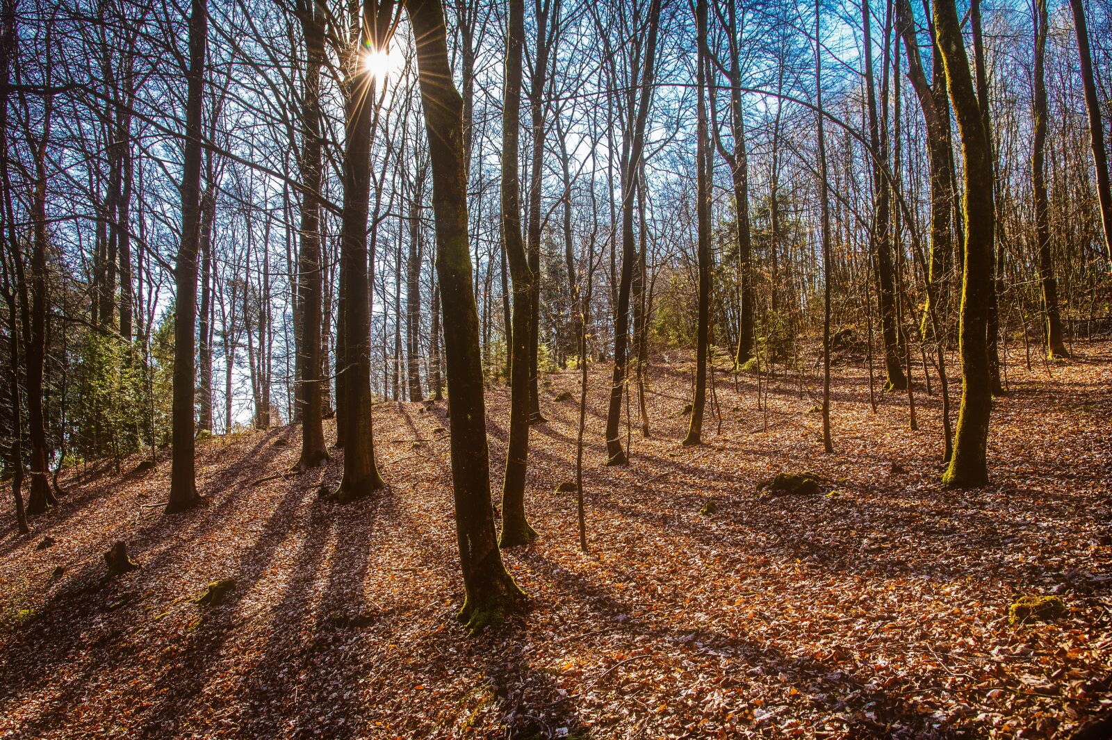 Nikon Z6 sample photo. Forest, trees, light photography