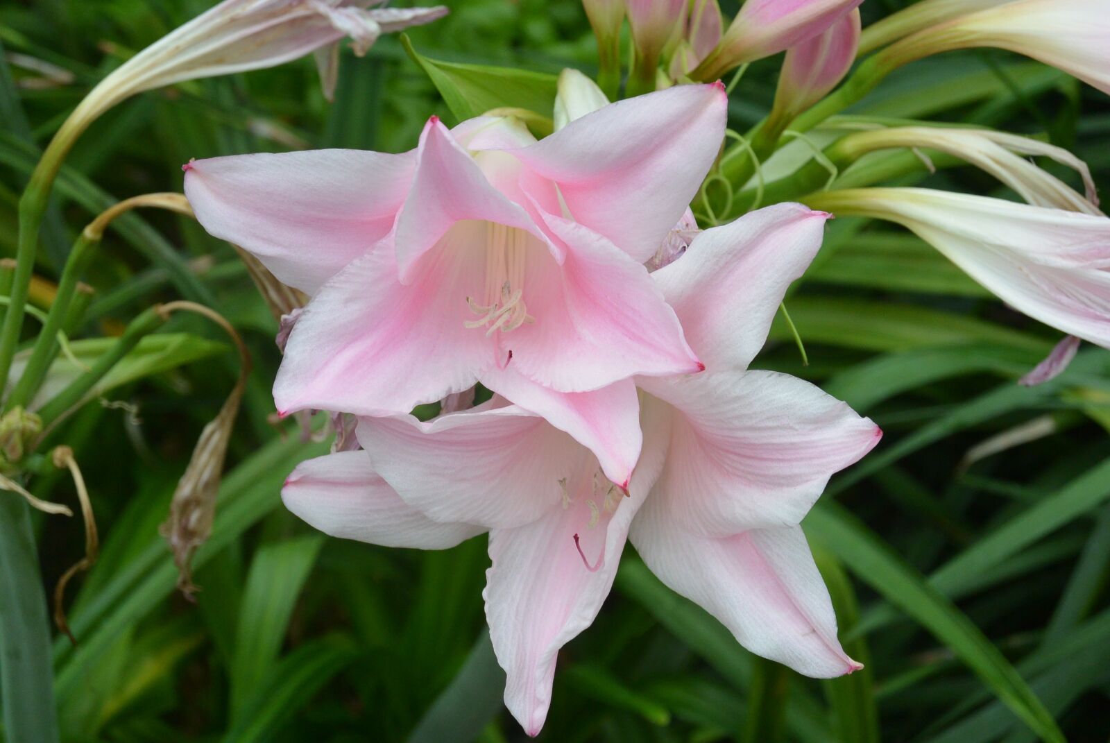 Nikon 1 S1 sample photo. Lily, light pink, flower photography