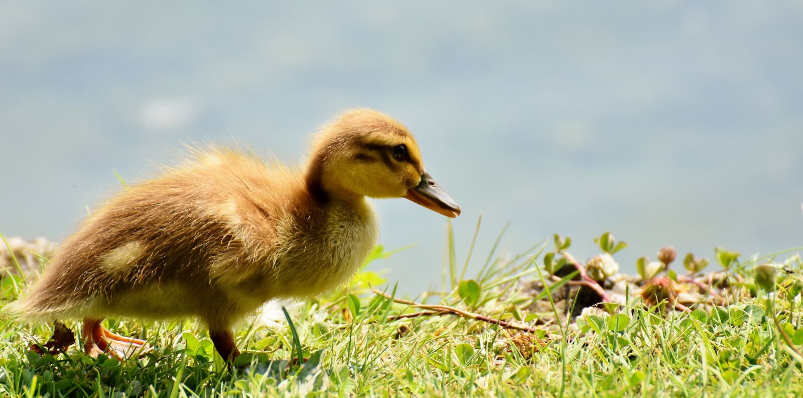 Nikon D7200 sample photo. Mallard, chicks, baby photography