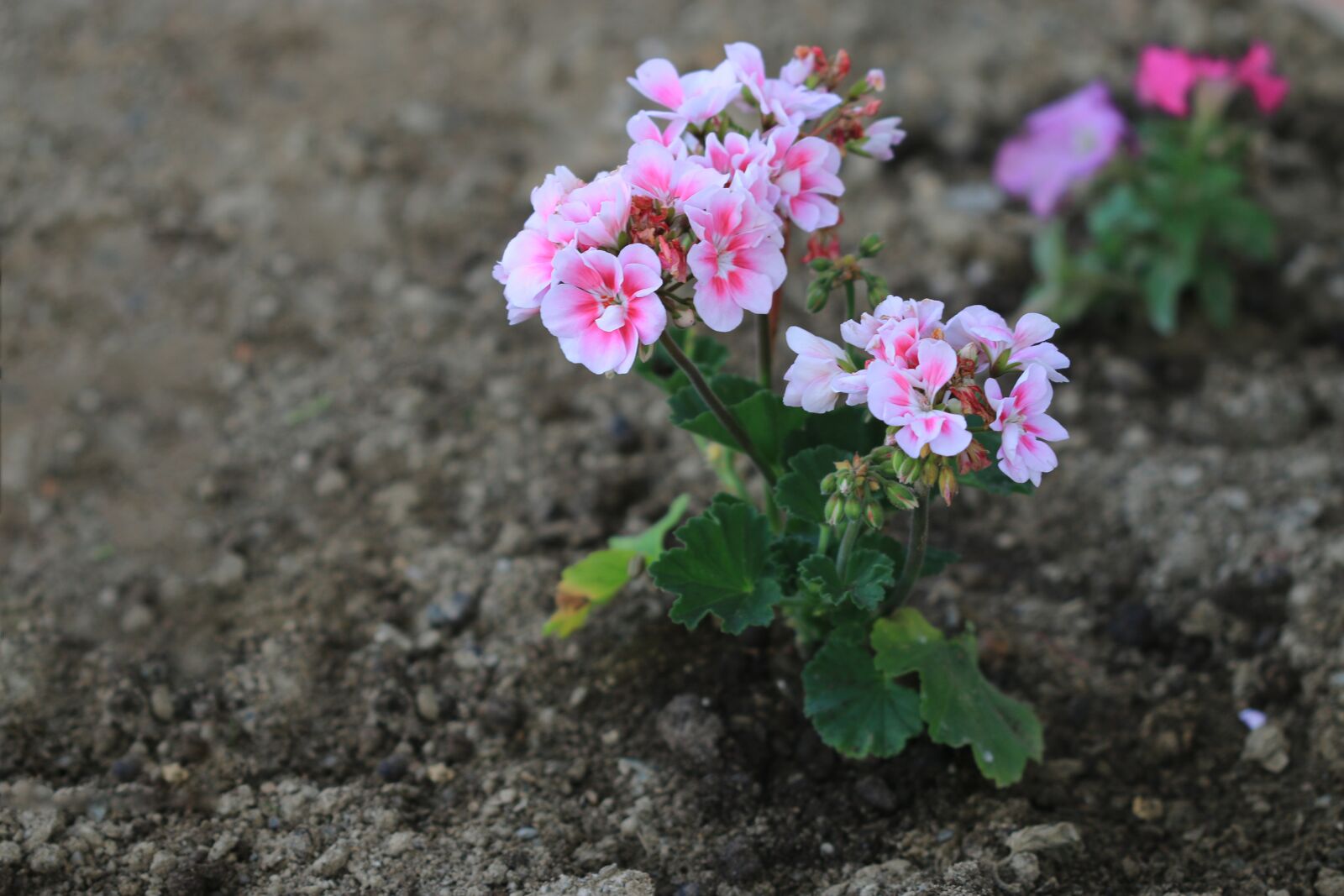Canon EOS 70D + Canon EF 100mm F2.8 Macro USM sample photo. Pink, purple, flower photography