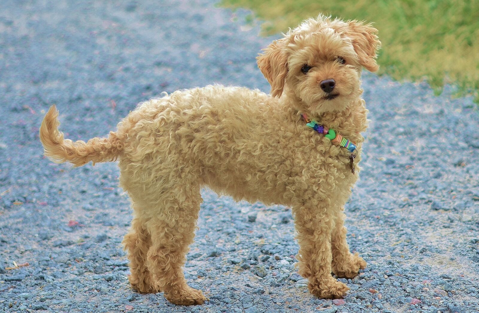 Nikon D7000 sample photo. Dog, animal, pet photography