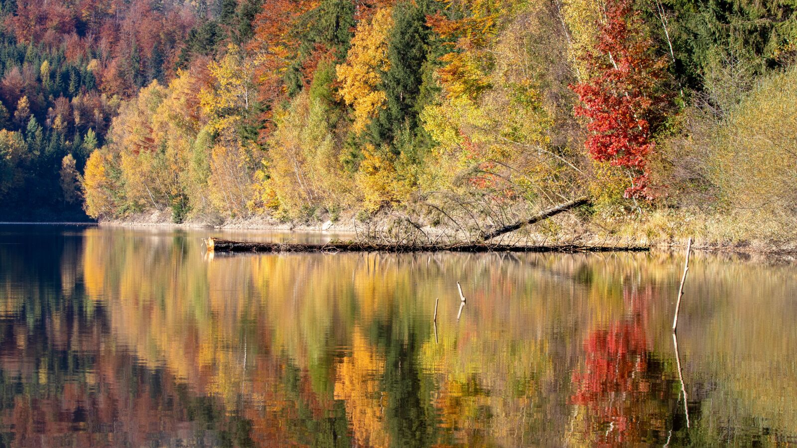 Canon EOS 800D (EOS Rebel T7i / EOS Kiss X9i) sample photo. Forest, lake, tree photography