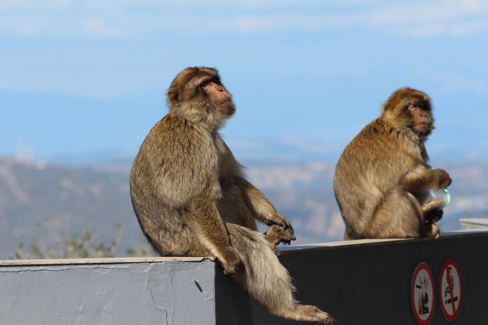 Canon EF 70-300mm F4-5.6 IS USM sample photo. Monkeys, gibraltar, monkey photography