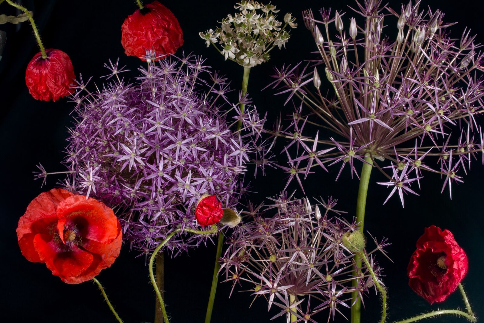 Canon EF-S 60mm F2.8 Macro USM sample photo. Poppy, klatschmohn, ornamental onion photography