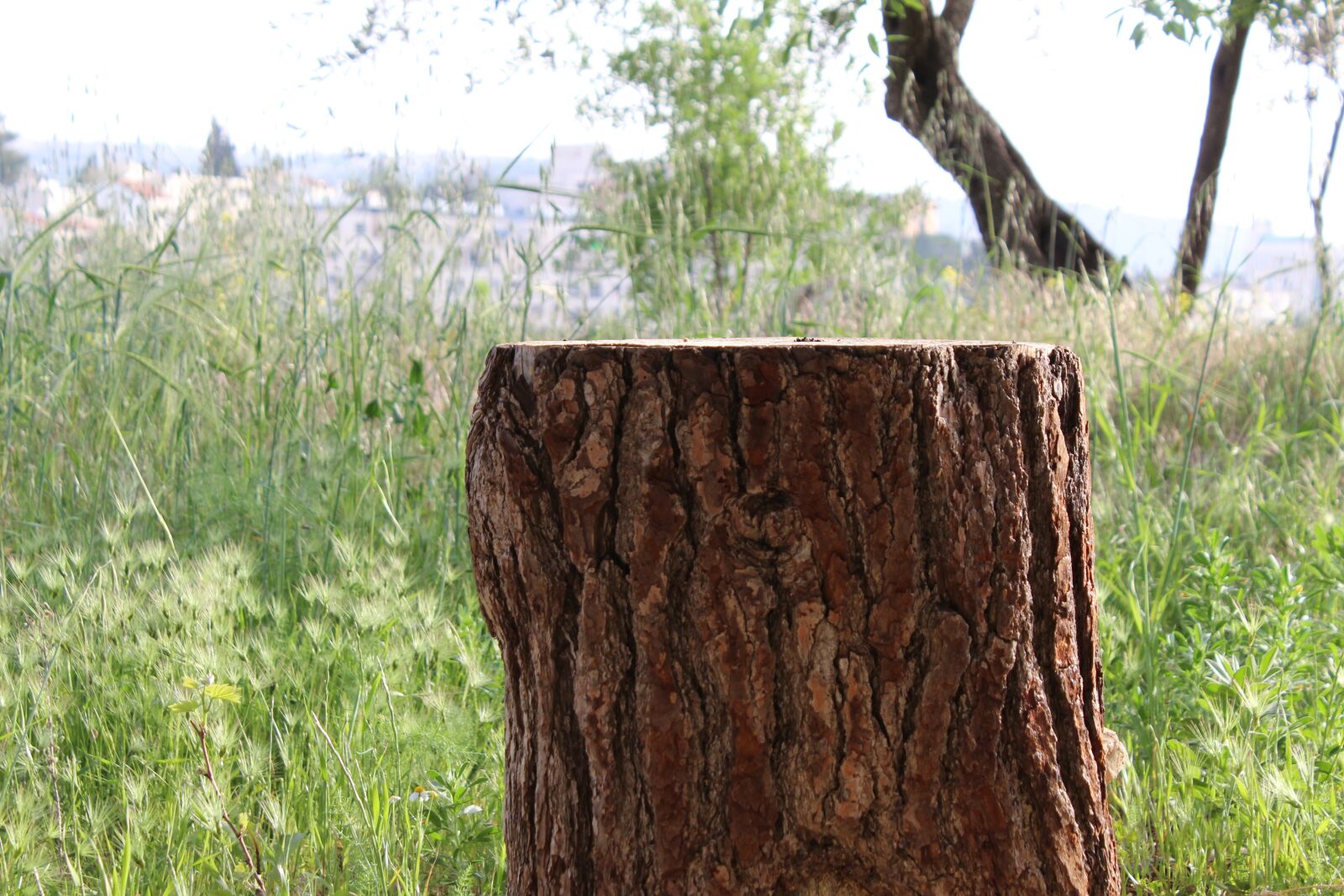 Canon EOS 1200D (EOS Rebel T5 / EOS Kiss X70 / EOS Hi) sample photo. Stump, tree trunk, emek photography