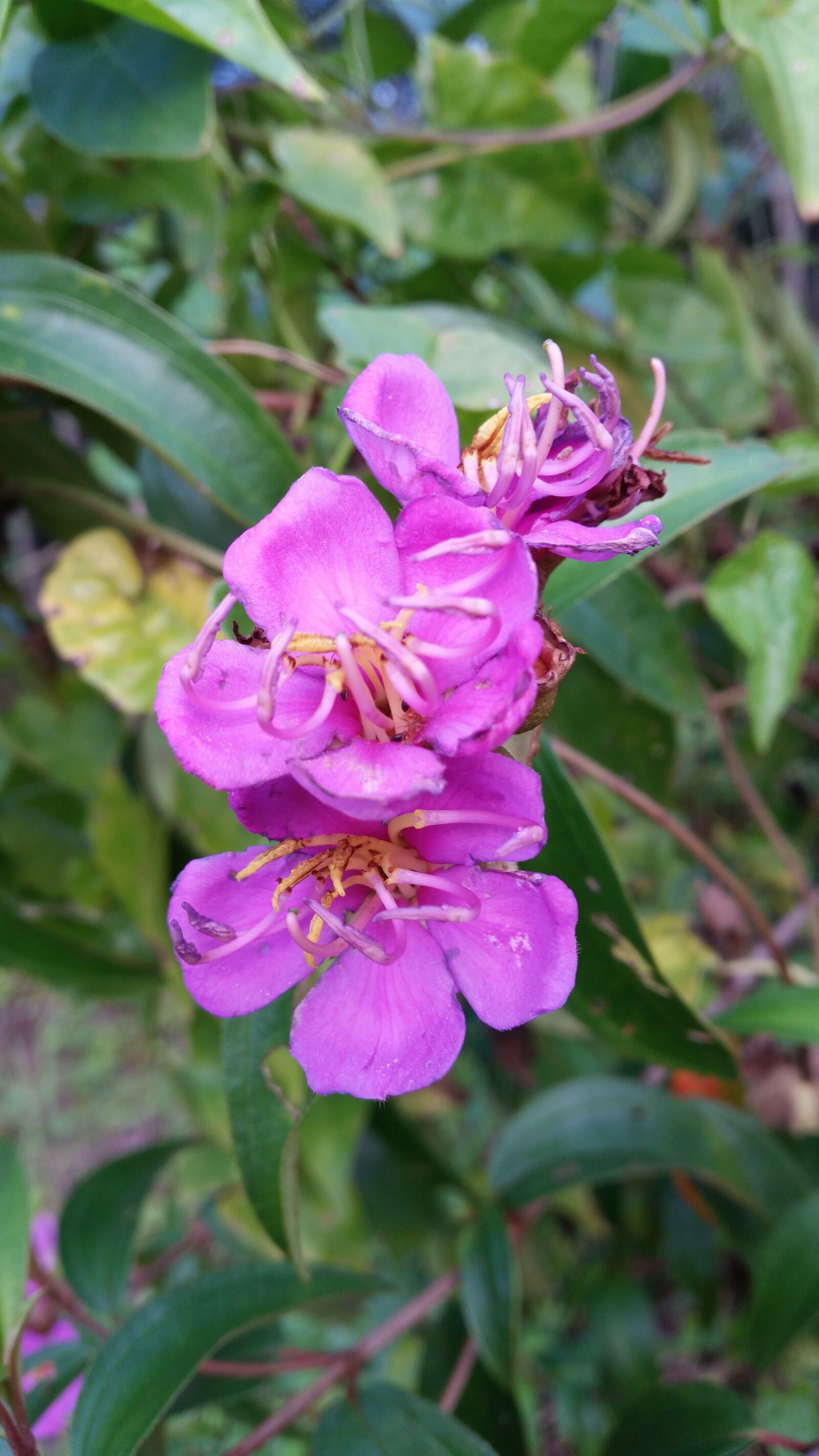 Samsung Galaxy S5 sample photo. Flower, flowers, flowers thailand photography