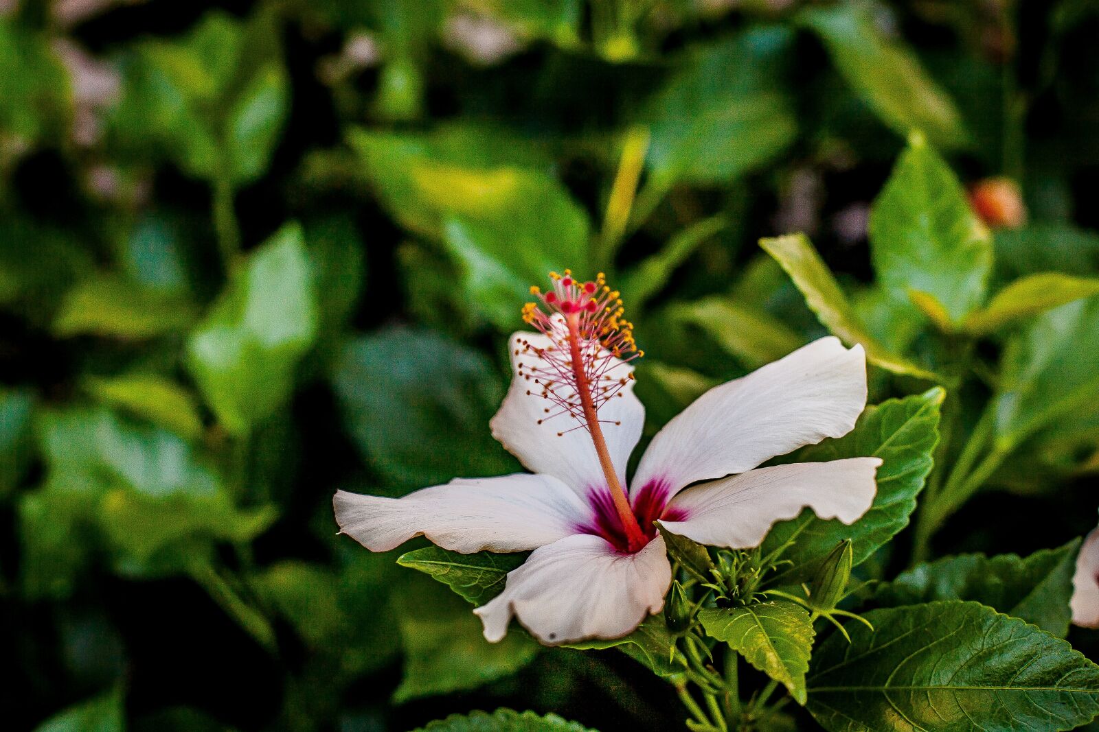 Canon EOS 5D + Canon EF 50mm F1.4 USM sample photo. Flower, hibiscus, the garden photography