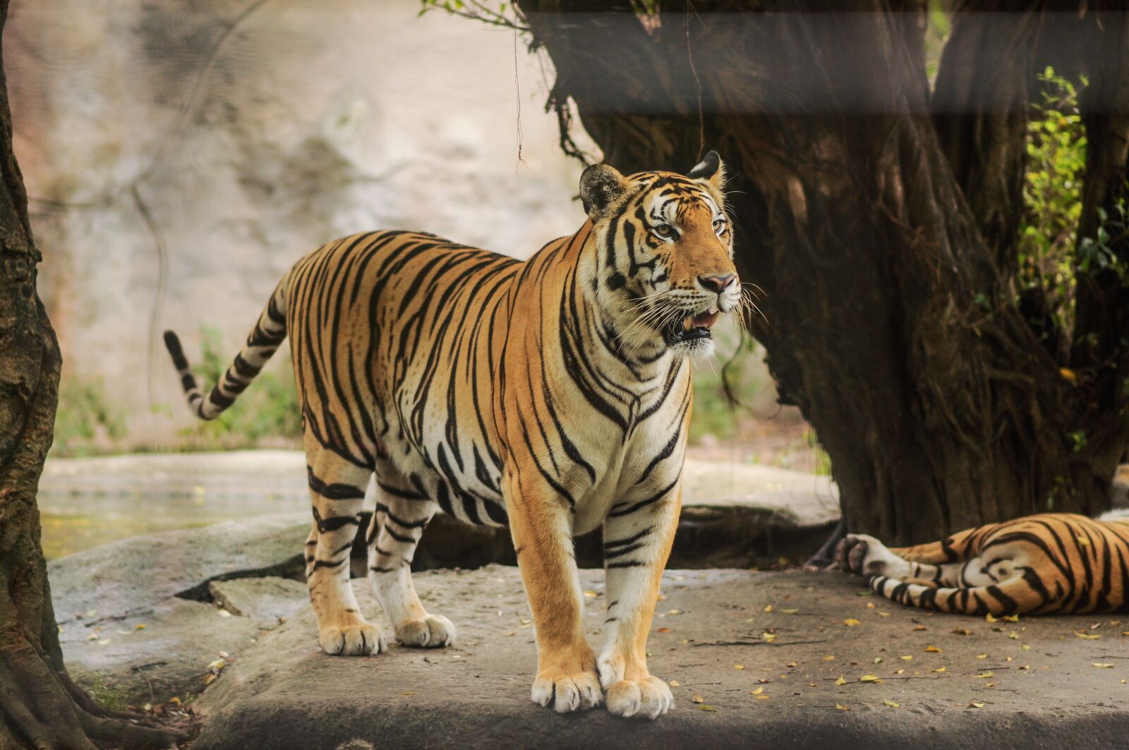 Nikon D90 sample photo. Animal, tiger zoo, zoo photography
