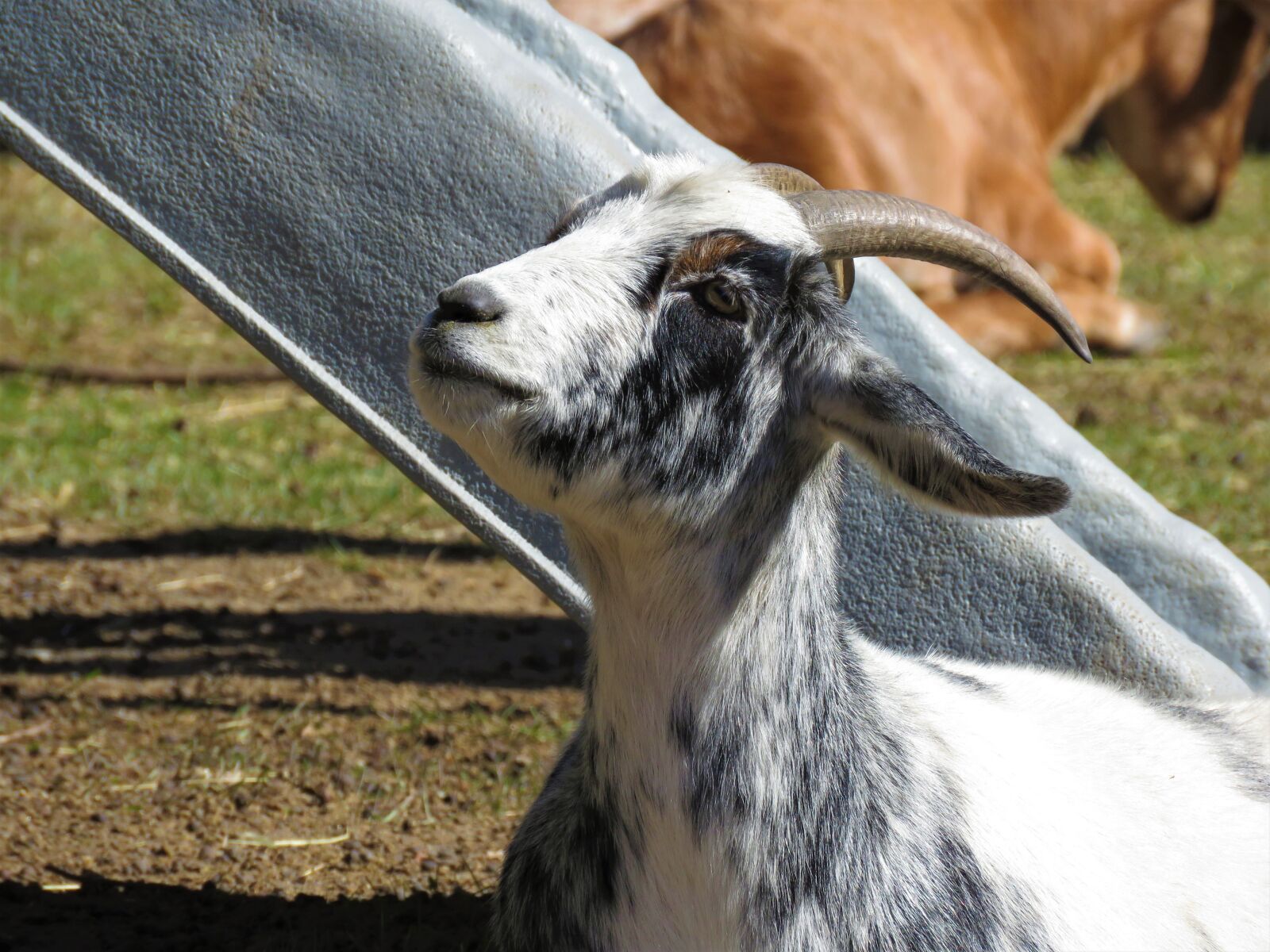 Canon PowerShot SX60 HS sample photo. Goat, farm animal, animal photography