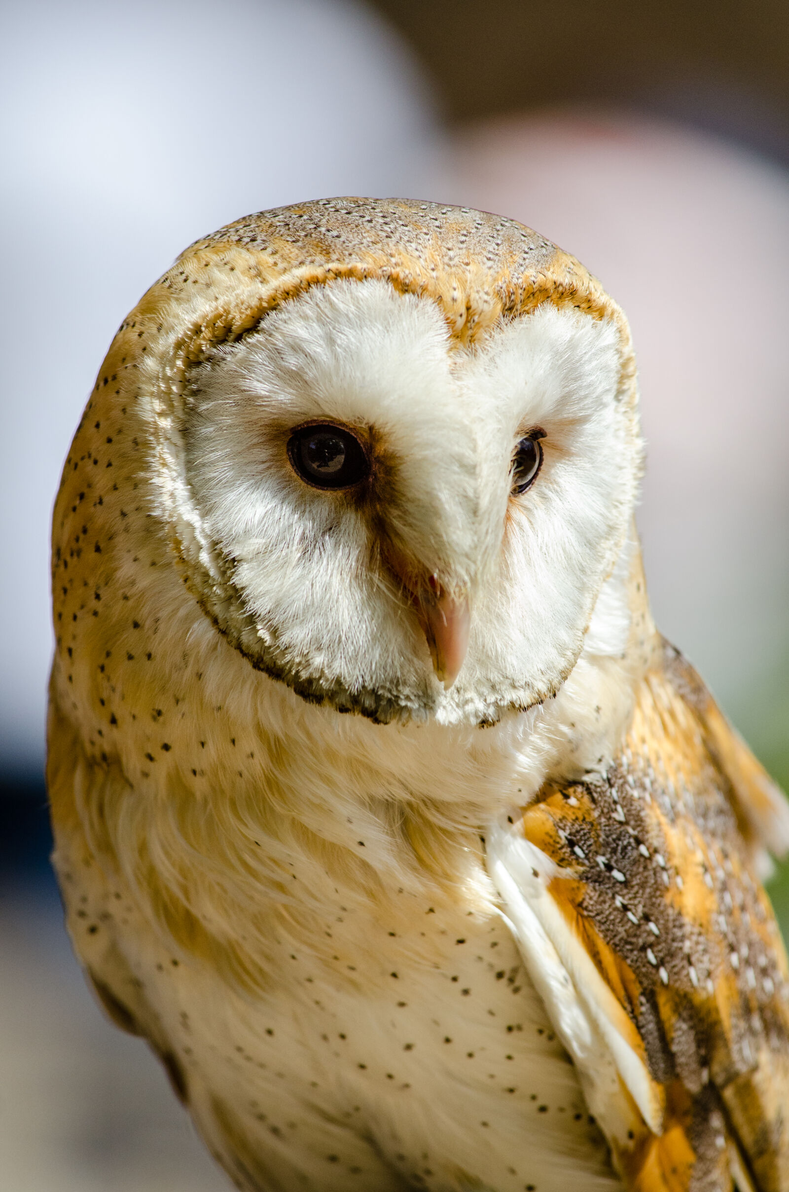 Nikon D7000 + Sigma APO Tele Macro 300mm F4 sample photo