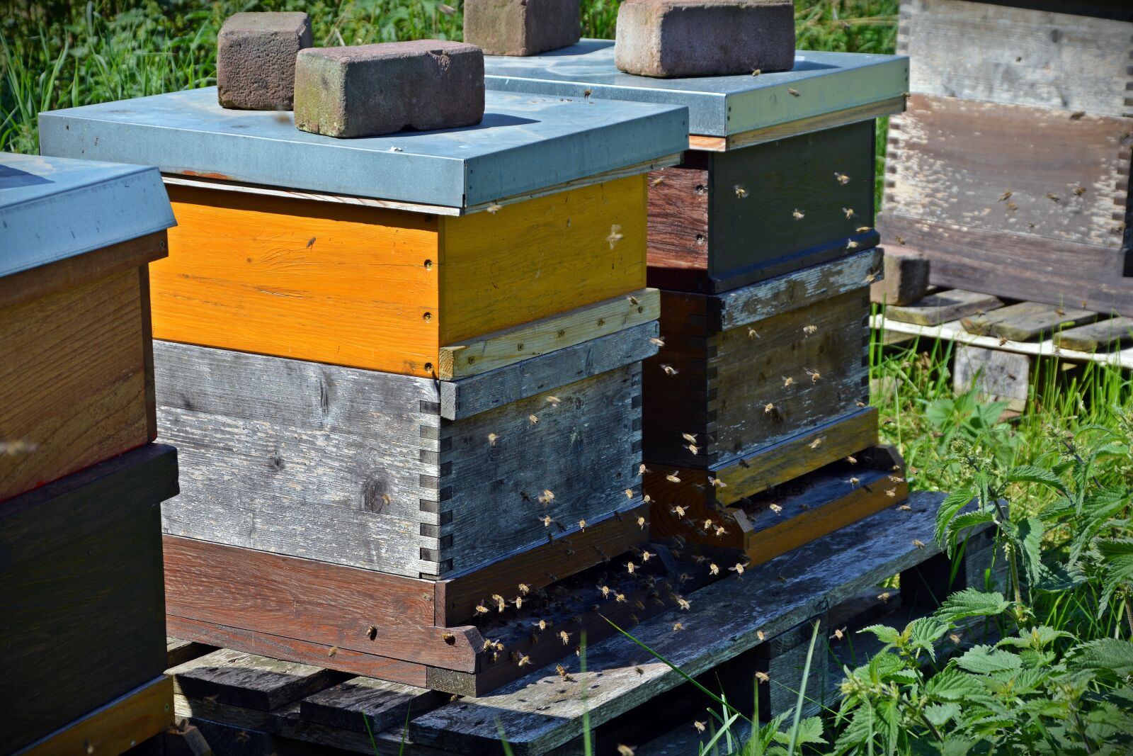 Nikon D5200 sample photo. Bees, beehive, honey bees photography