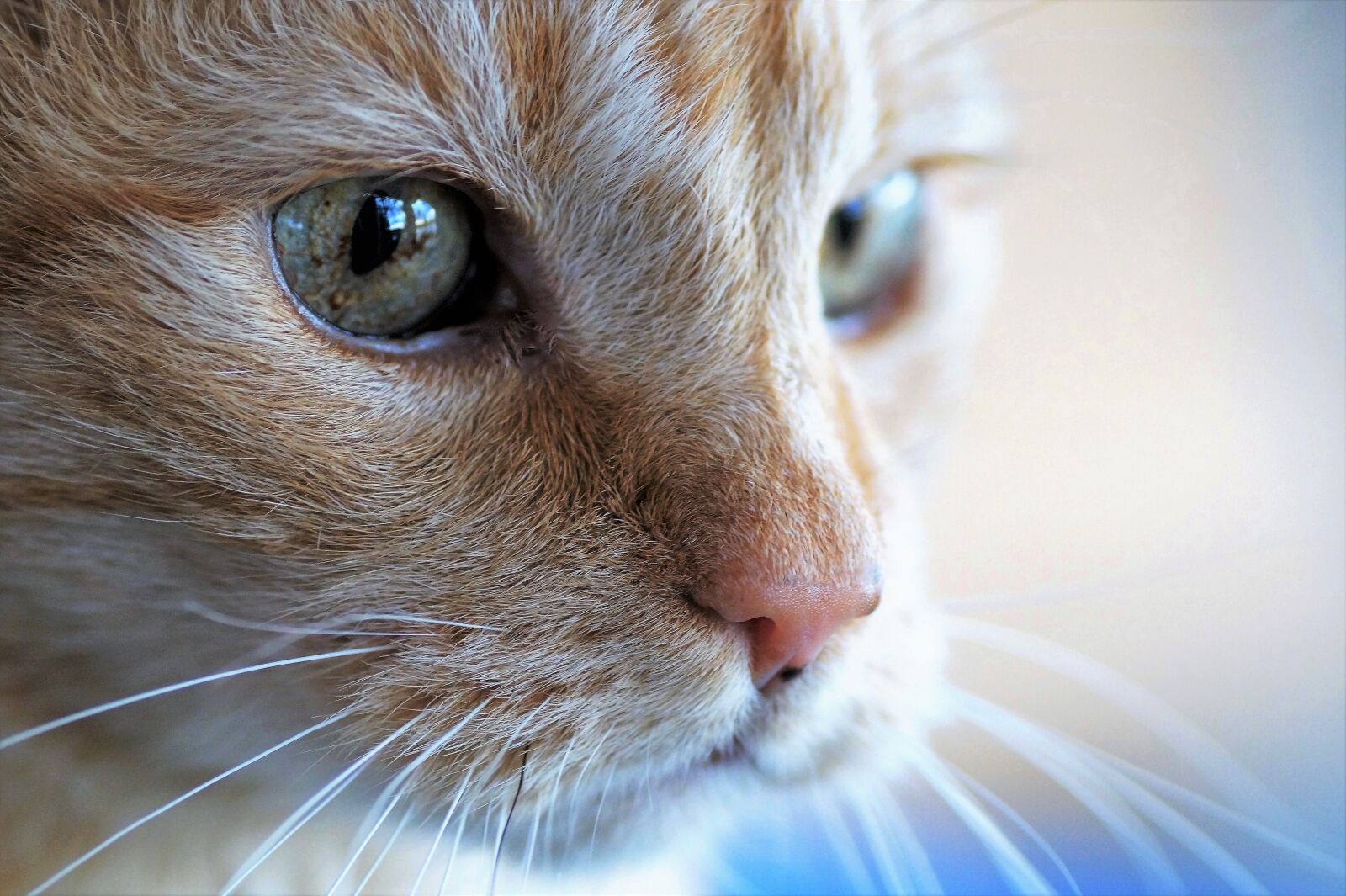 Sony SLT-A58 sample photo. Cat, head, tomcat photography