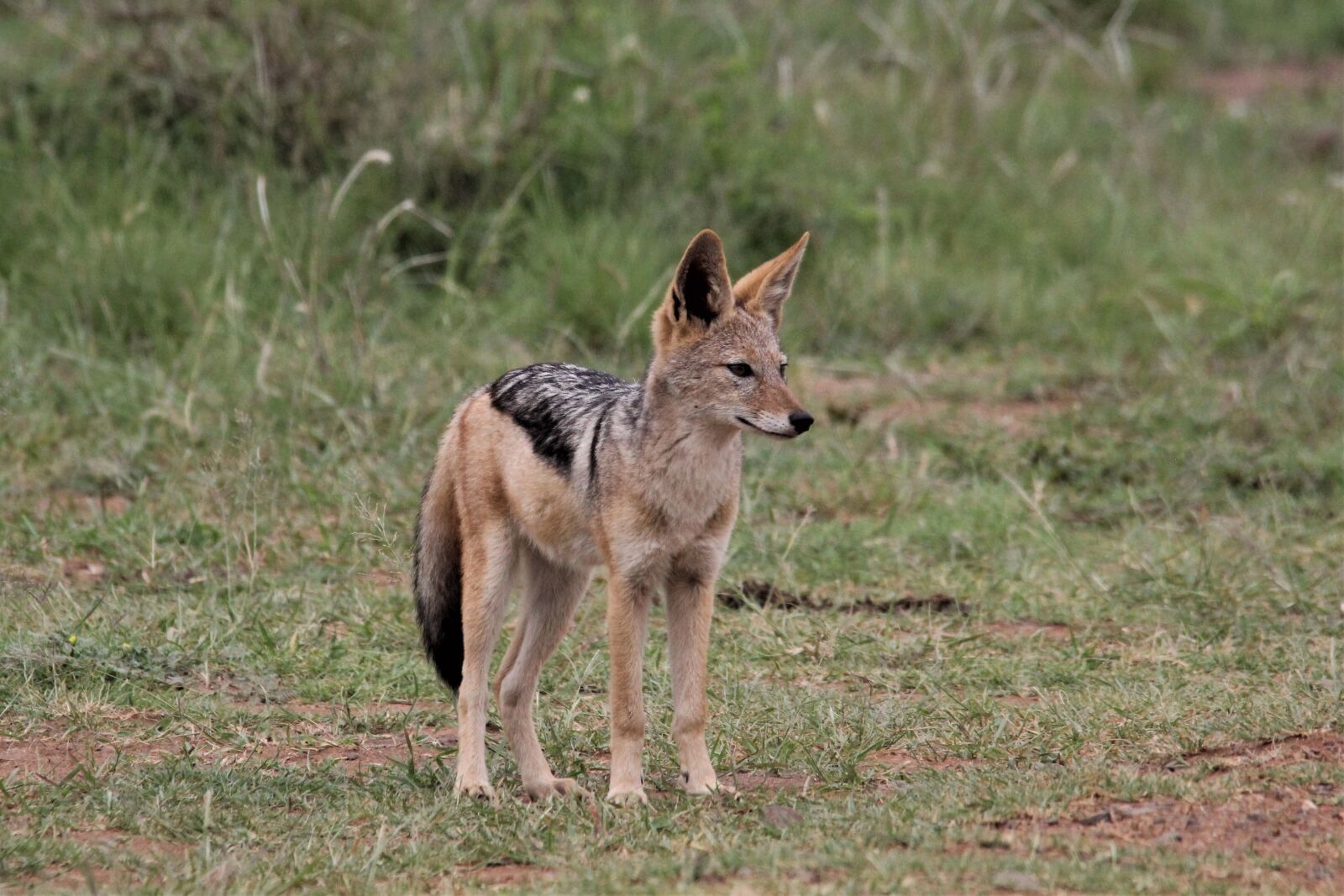 Canon EOS 60D sample photo. Silver, backed, jackal photography