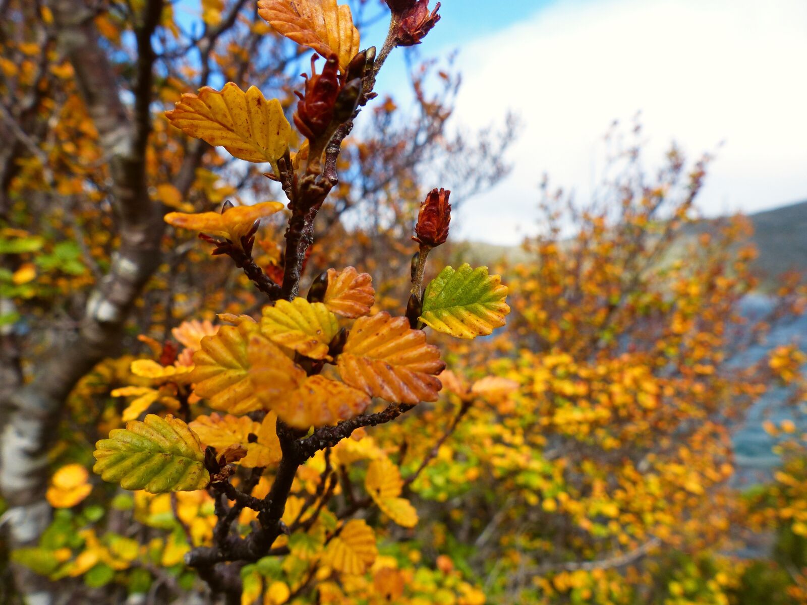 Panasonic Lumix DMC-FZ200 sample photo. Landscape, fagus tree, trees photography