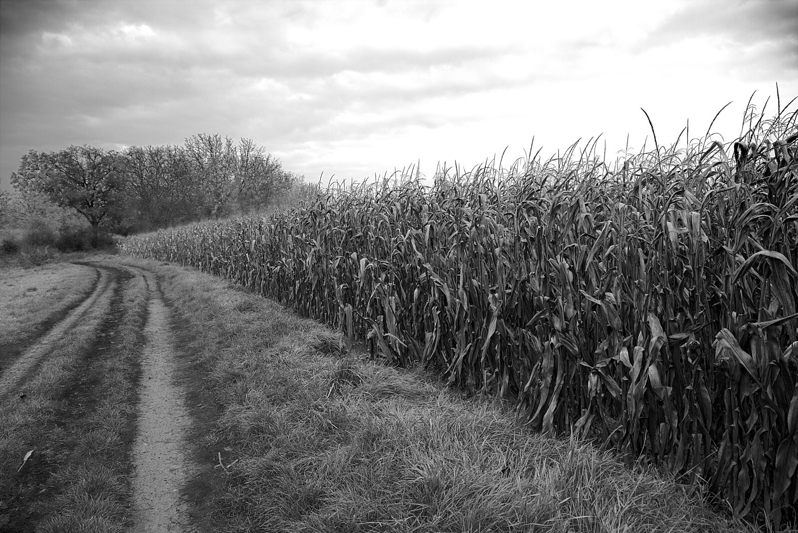 Canon EF 24-105mm F3.5-5.6 IS STM sample photo. Field, arable land, agriculture photography