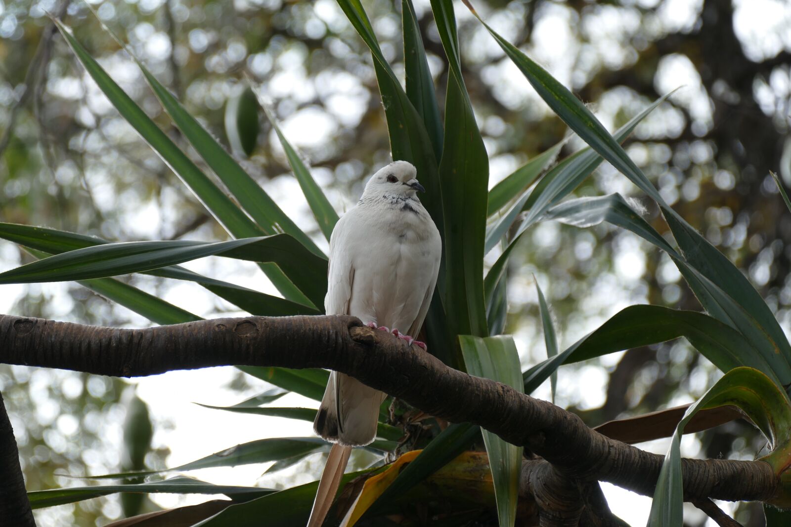 Panasonic Lumix DMC-FZ1000 sample photo. Dove, palm, white photography