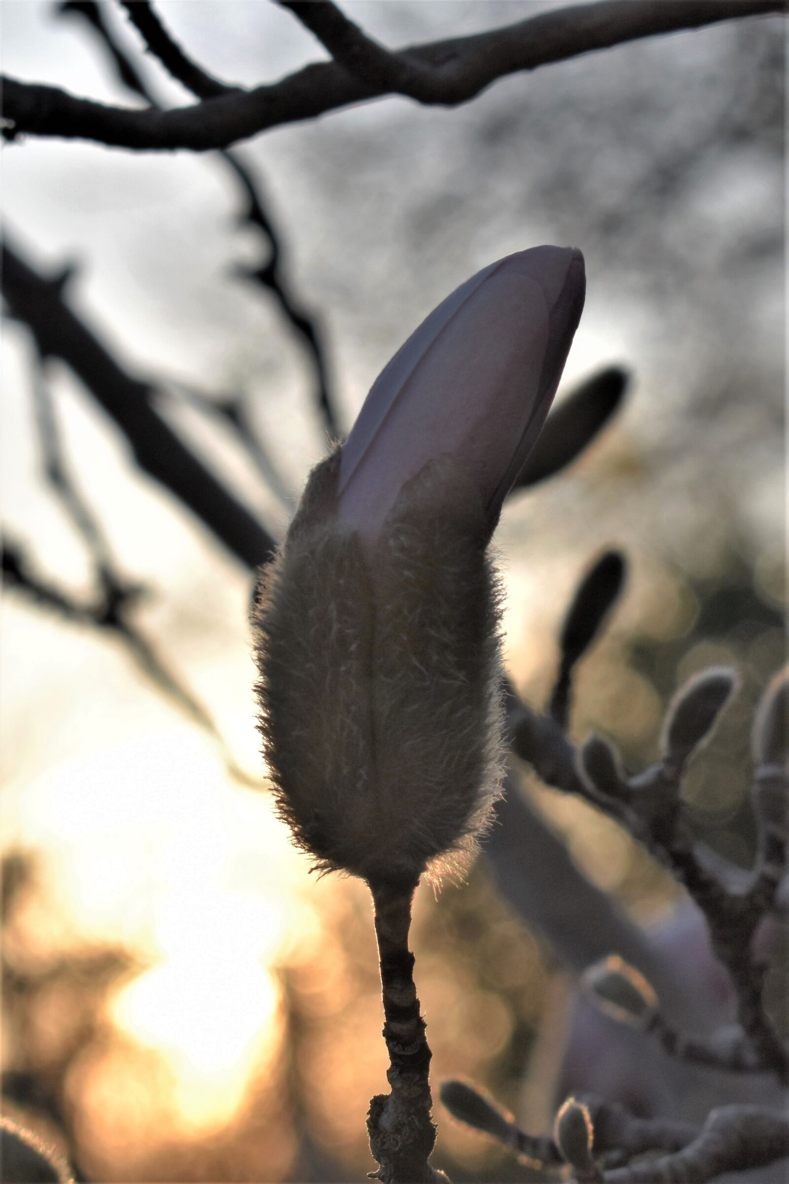 Nikon D5500 sample photo. Magnolia, backlighting, close up photography
