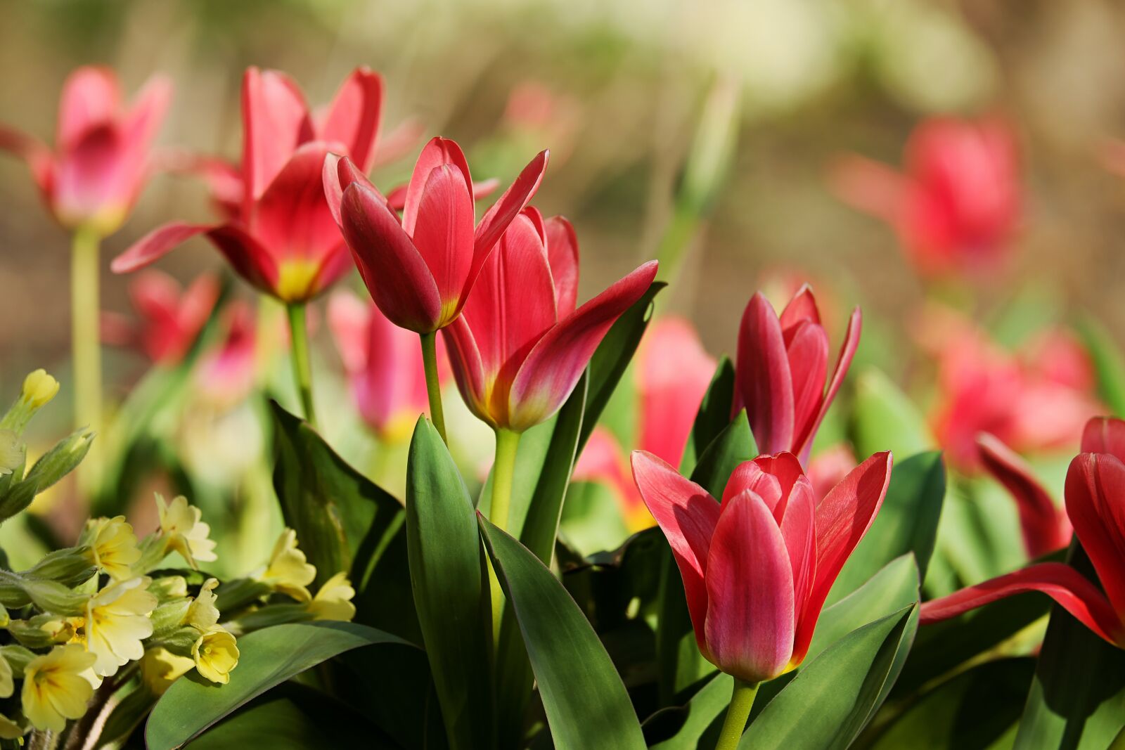 Fujifilm XF 55-200mm F3.5-4.8 R LM OIS sample photo. Tulips, red, flowers photography