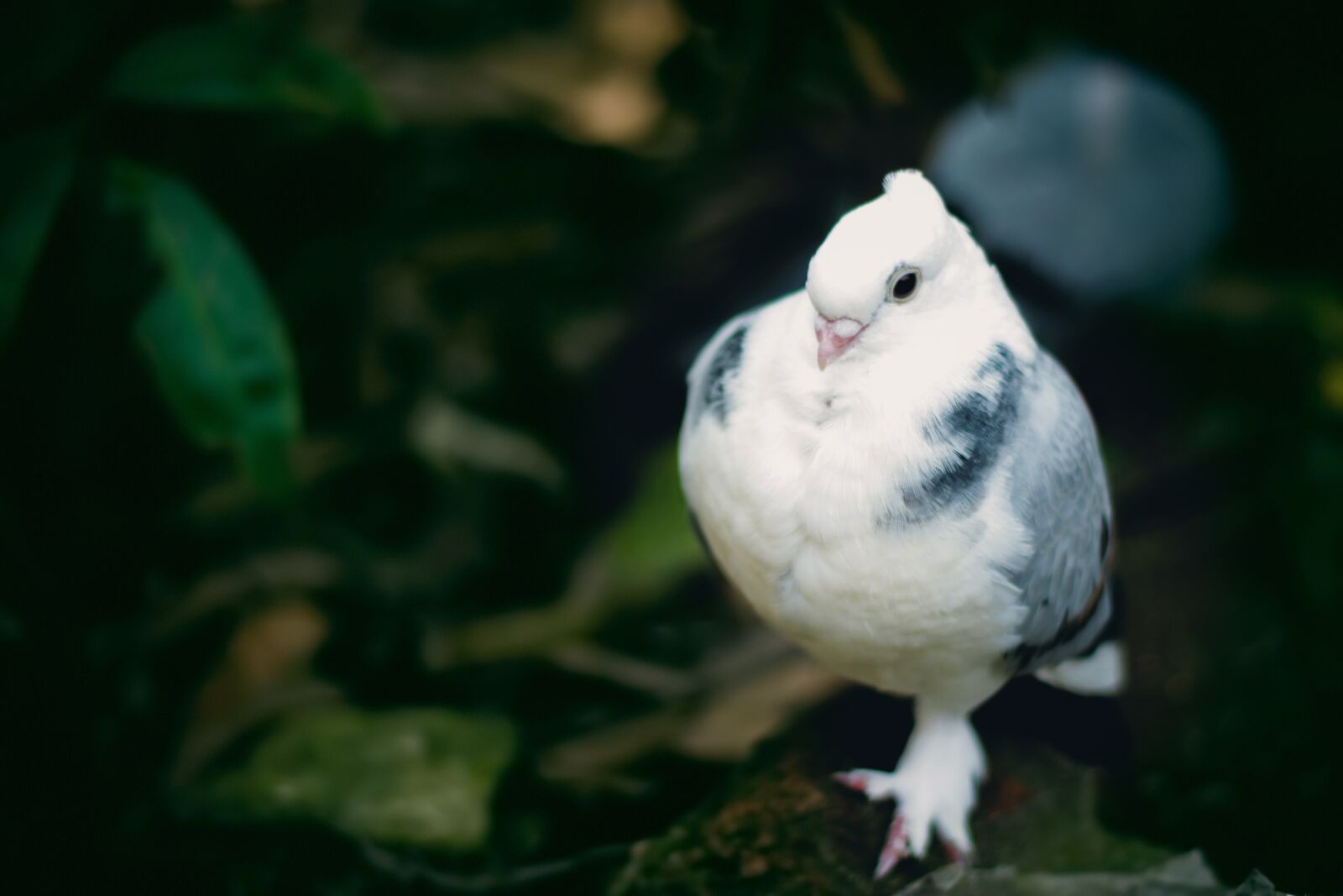 Canon EOS 700D (EOS Rebel T5i / EOS Kiss X7i) + Canon EF 50mm F1.8 II sample photo. Pigeon, white, peace photography