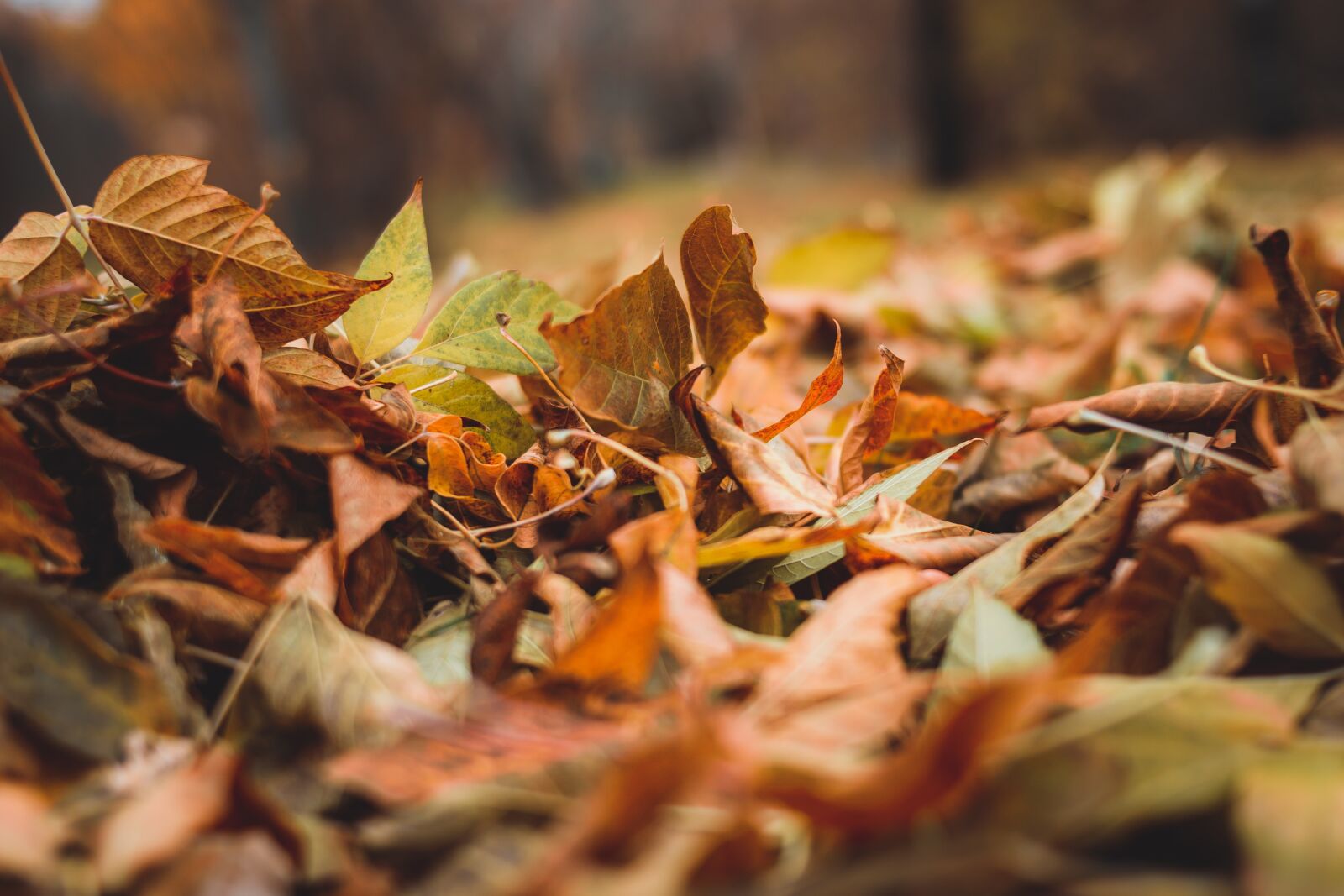 Nikon D5300 sample photo. Leaves, autumn, sheet photography