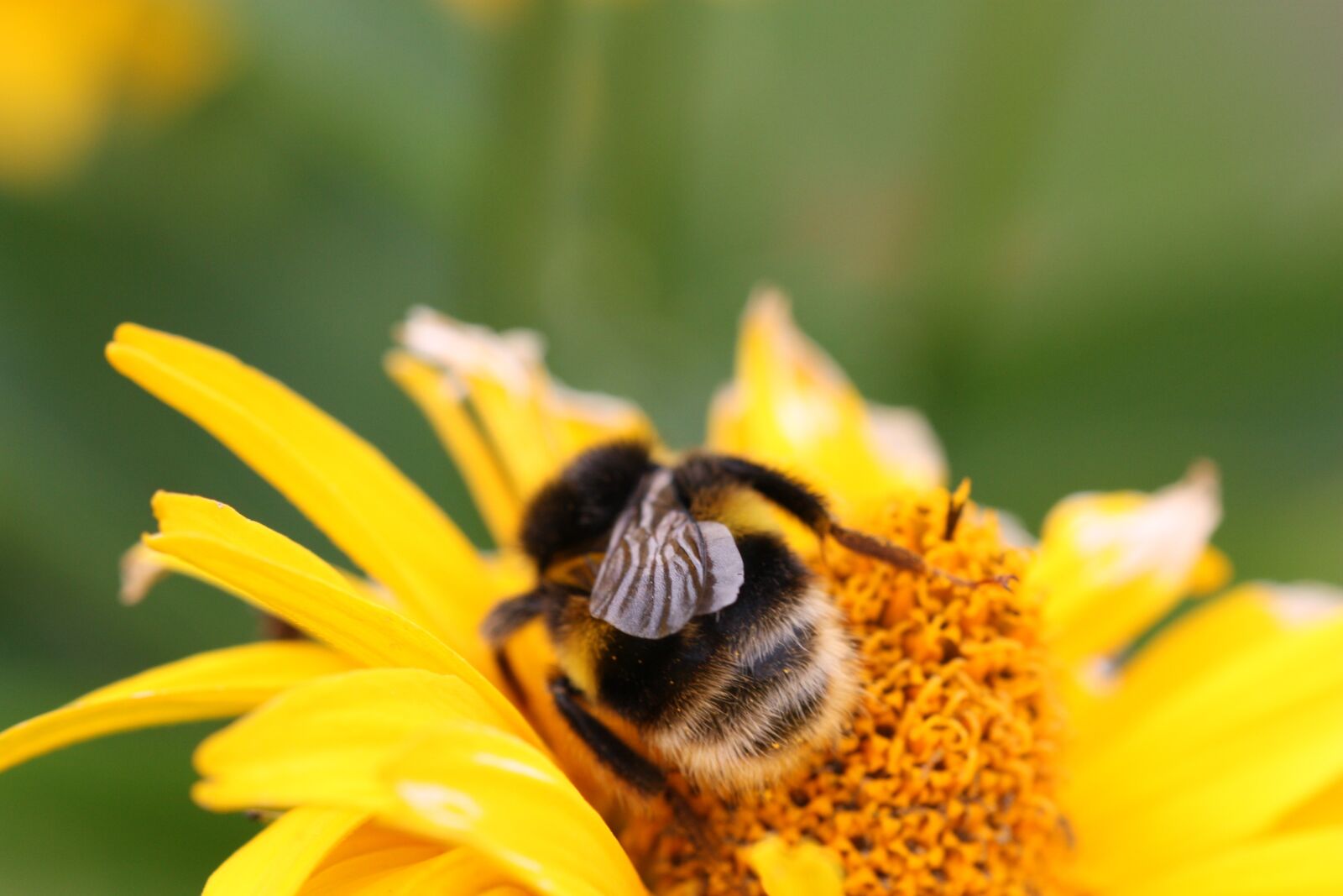Canon EOS 450D (EOS Rebel XSi / EOS Kiss X2) sample photo. Hummel, insect, blossom photography