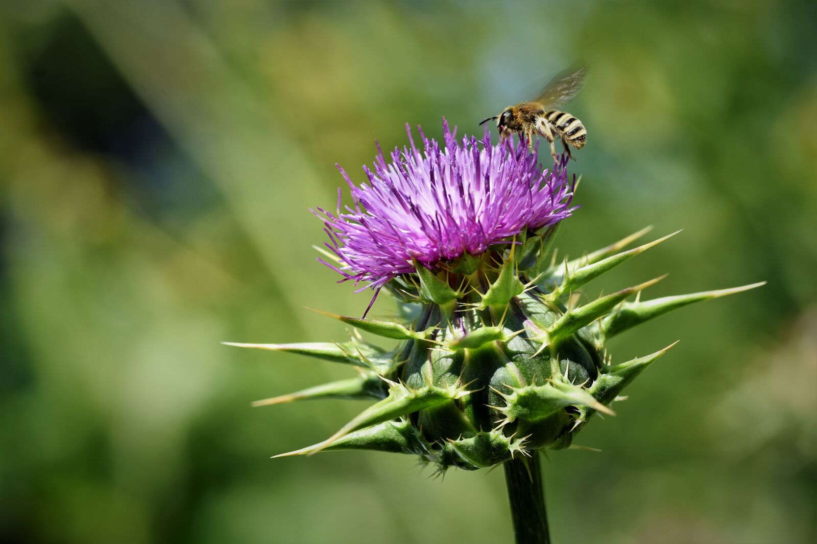 Nikon D7200 sample photo. Thistle, common donkey thistle photography