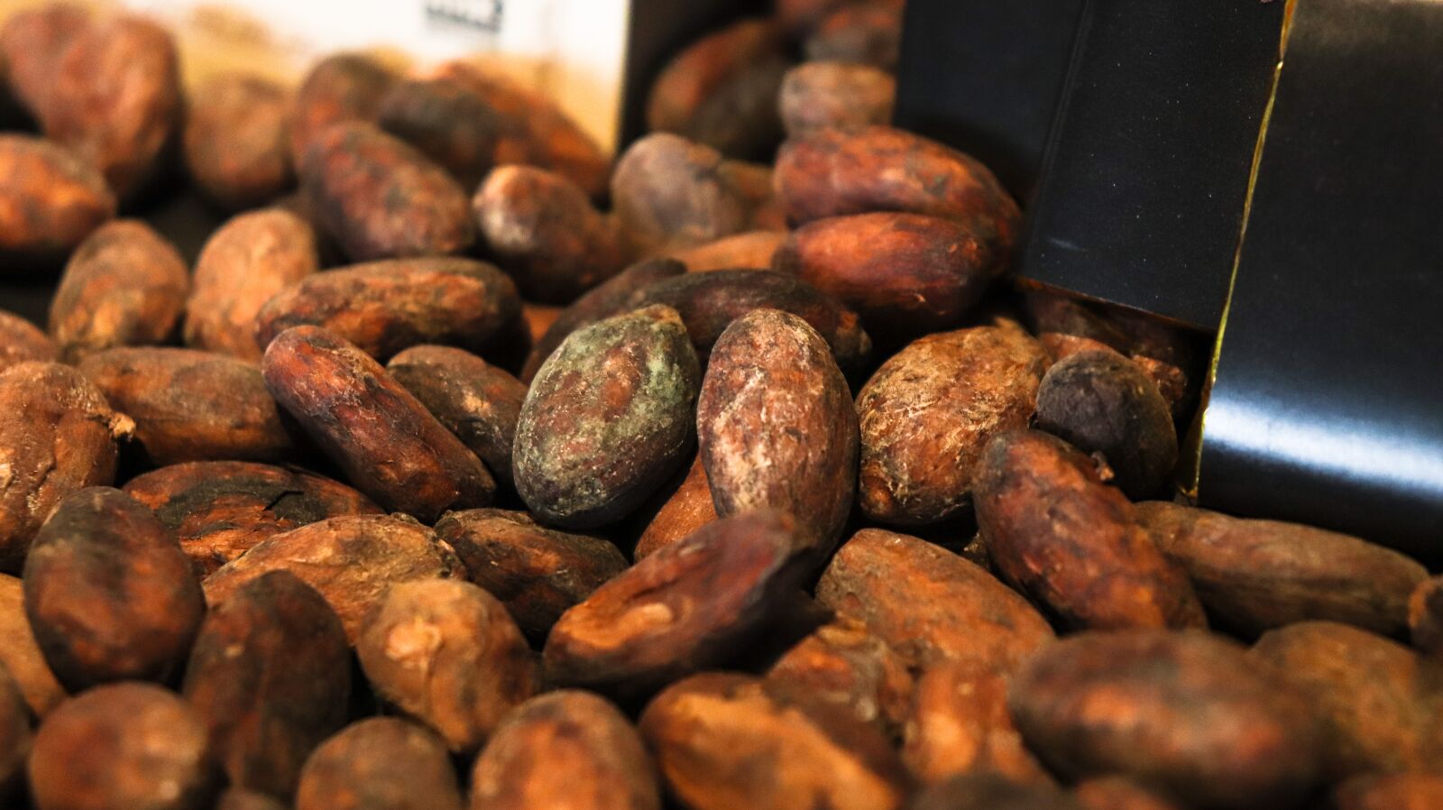 Canon EOS 200D (EOS Rebel SL2 / EOS Kiss X9) sample photo. Cacaobean, cacao bean, cacao photography