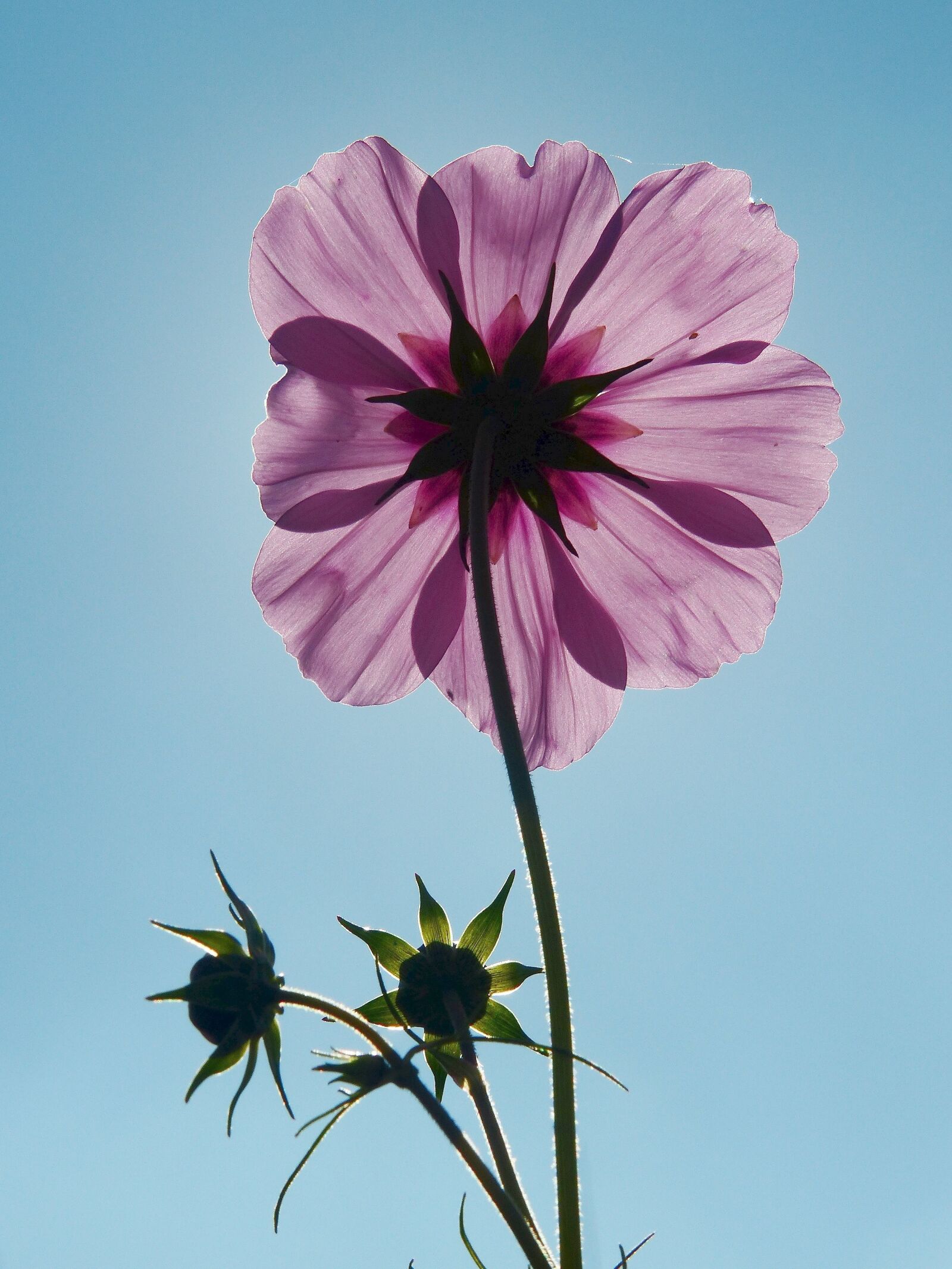 Panasonic Lumix DMC-FZ200 sample photo. Cosmea, cosmos, flower meadow photography