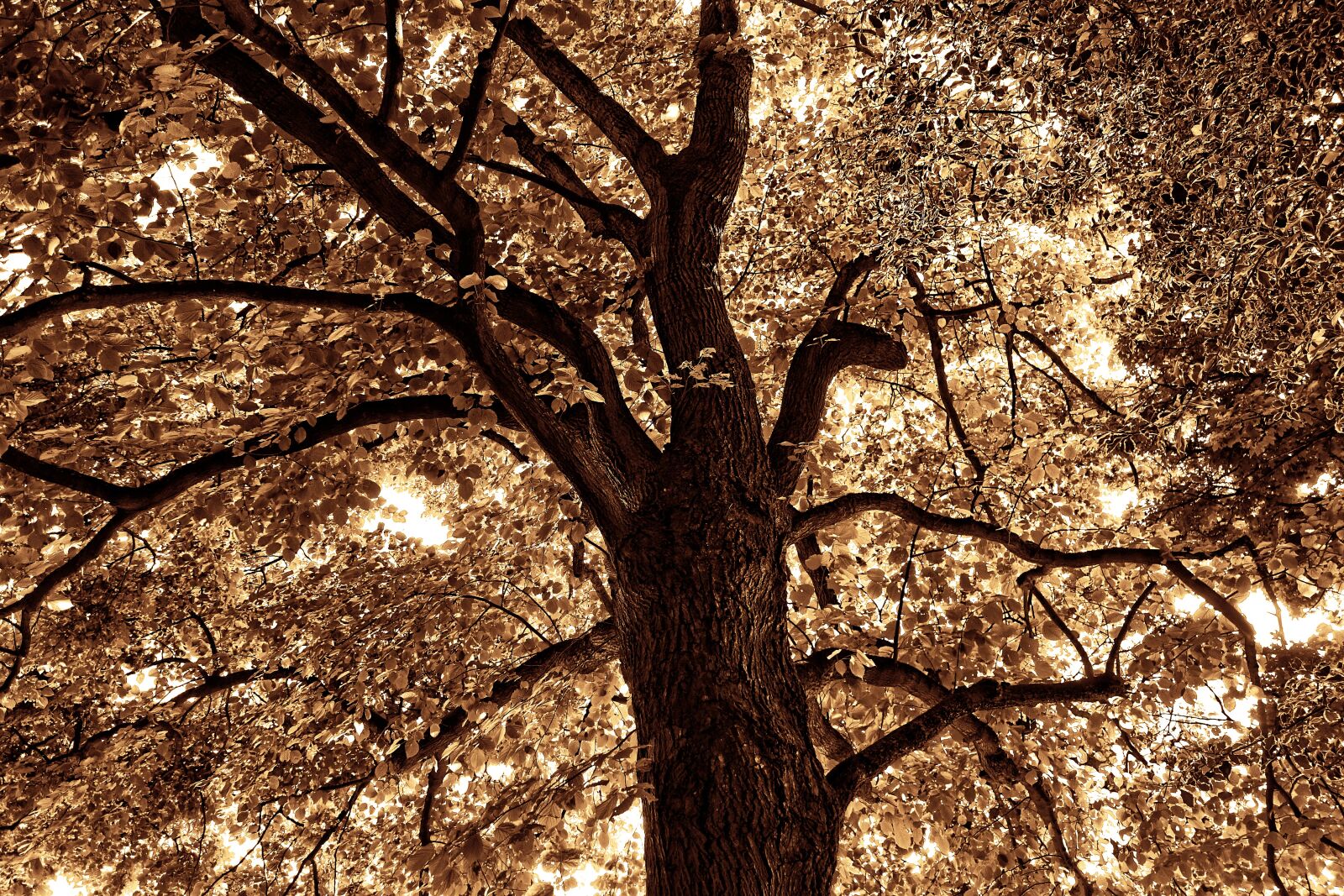 Sony Cyber-shot DSC-RX100 sample photo. Tree top, branch, foliage photography