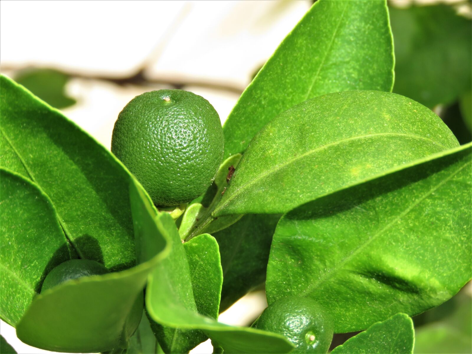 Canon PowerShot SX60 HS sample photo. Leaf, nature, flora photography