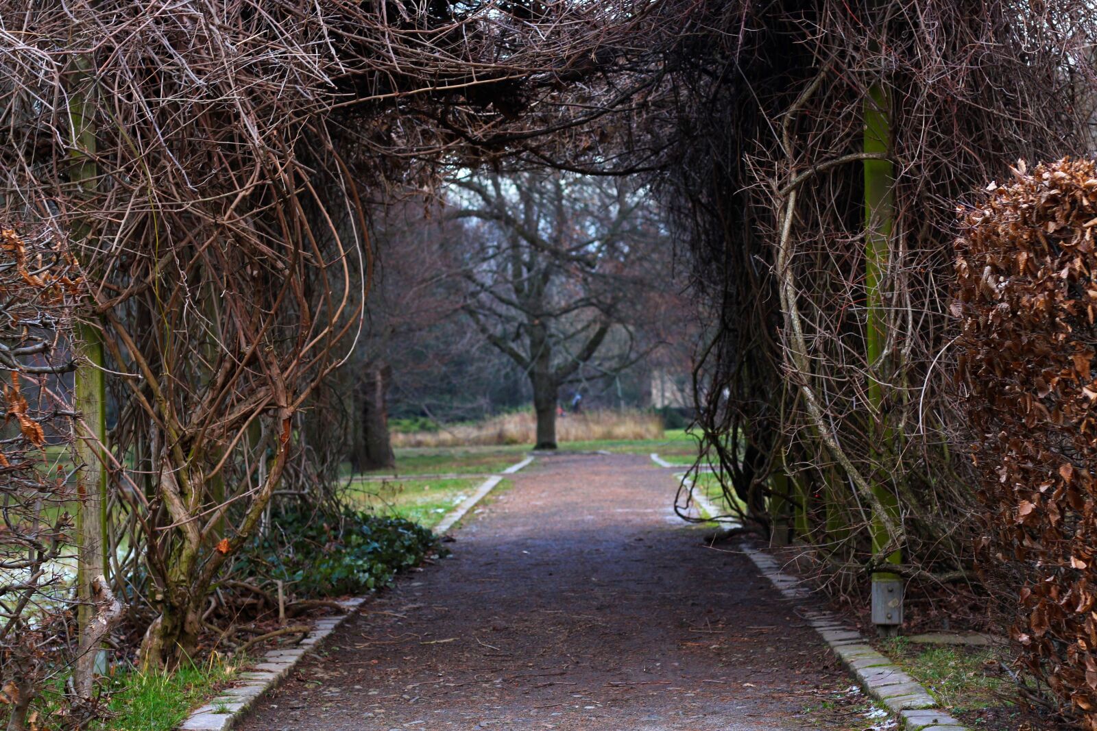 Canon EF 50mm F1.8 STM sample photo. Park, away, aesthetic photography