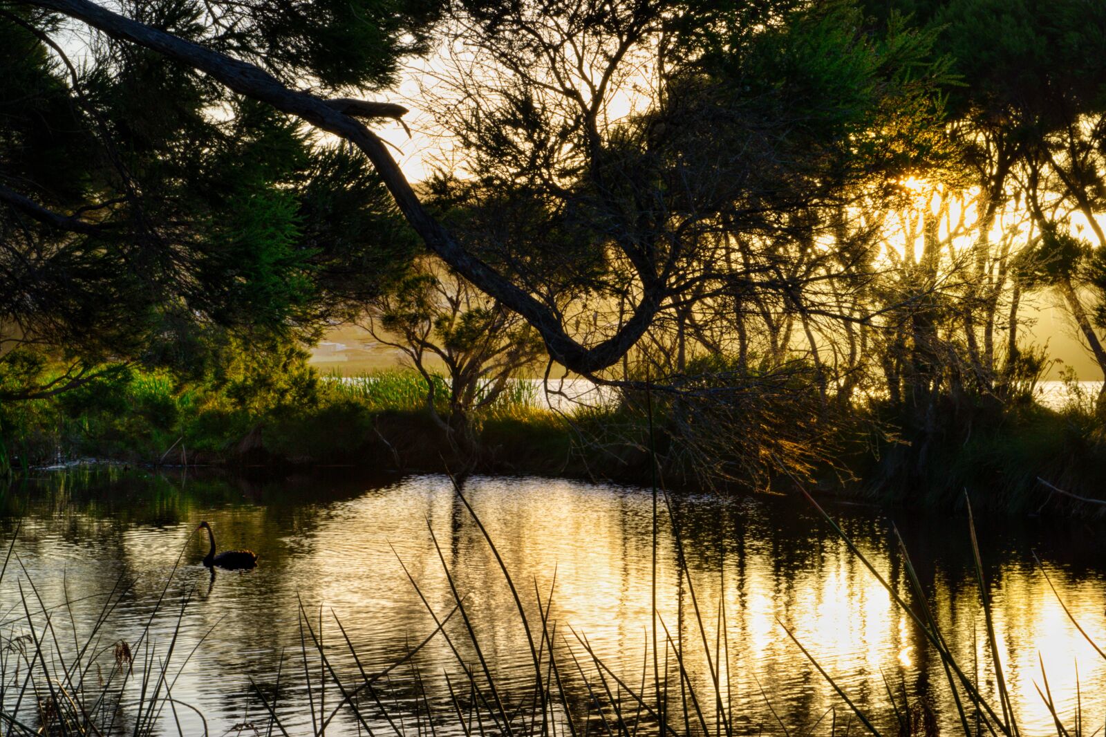Nikon D3300 sample photo. Golden, evening, twilight photography