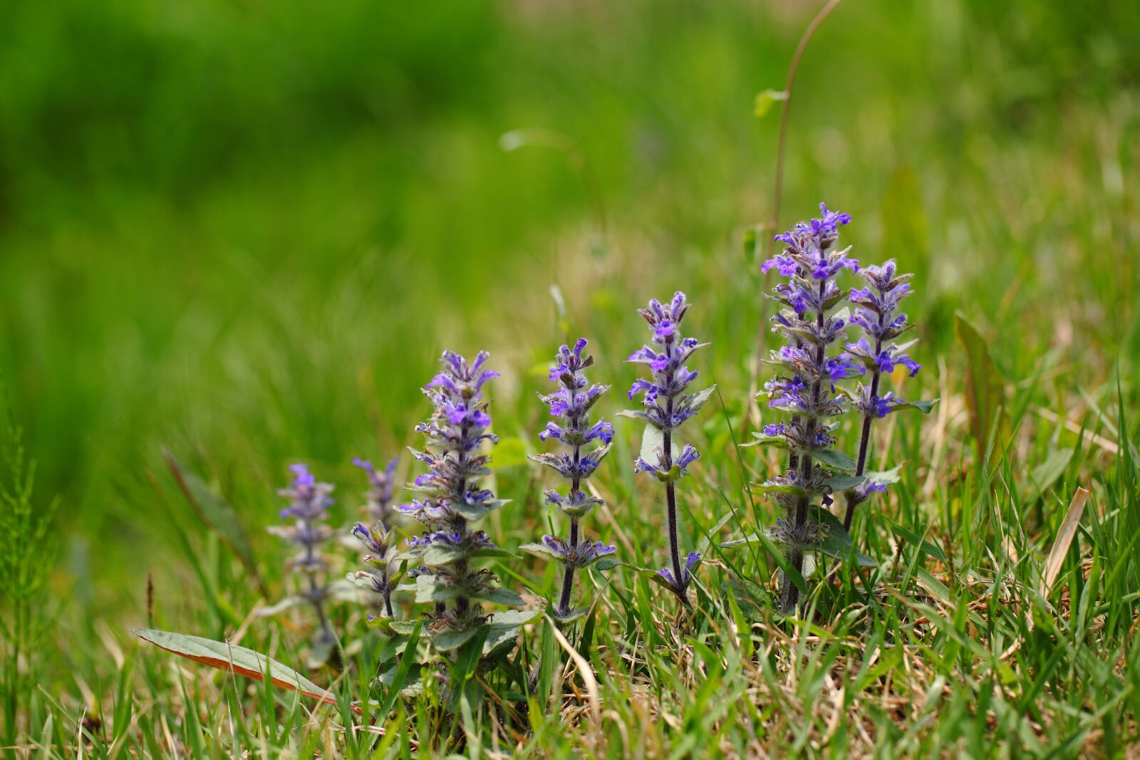 Canon EOS 5D Mark II sample photo. Nature, flowers, grass photography