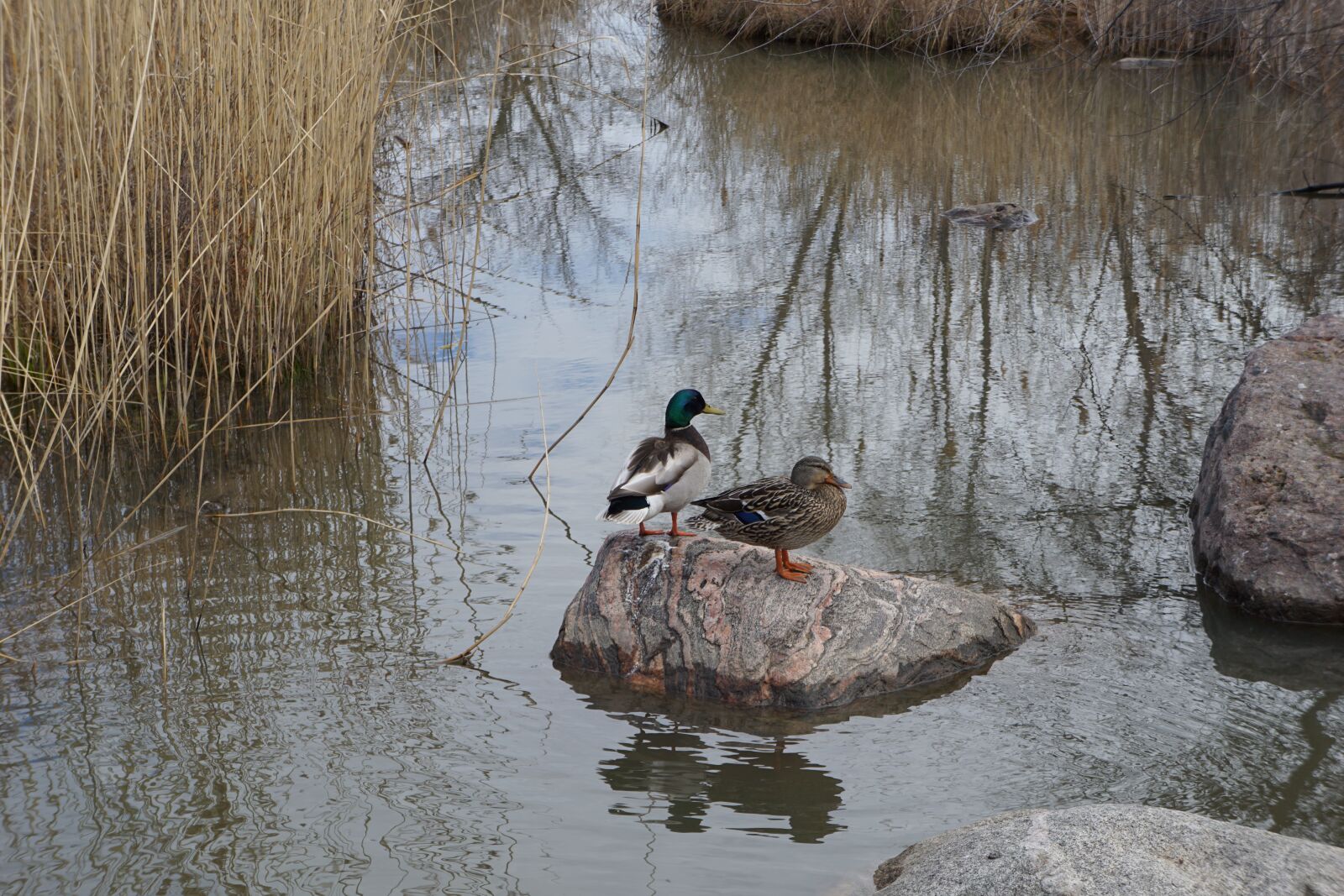 Sony a6000 + Sony E 18-55mm F3.5-5.6 OSS sample photo. Ducks, duck, detroit photography