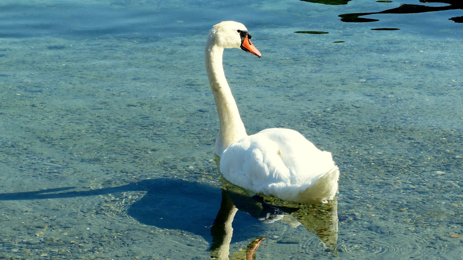 Panasonic Lumix DMC-FZ200 sample photo. Swan, lake, water photography