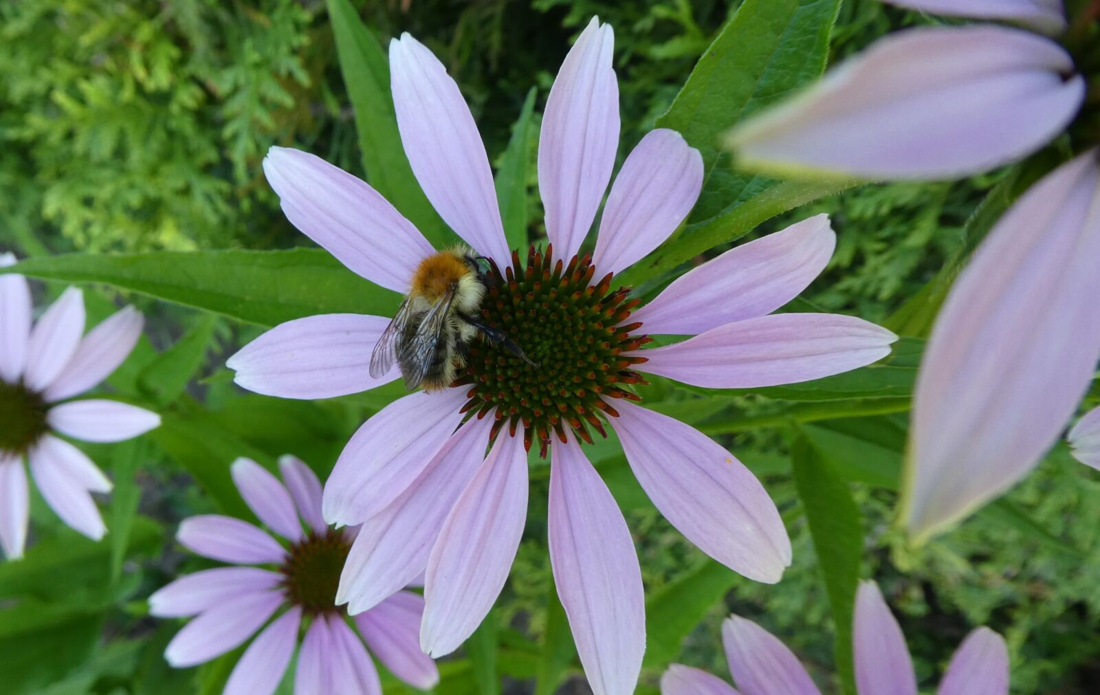 Panasonic DMC-TZ81 sample photo. Coneflower, hummel, insect photography
