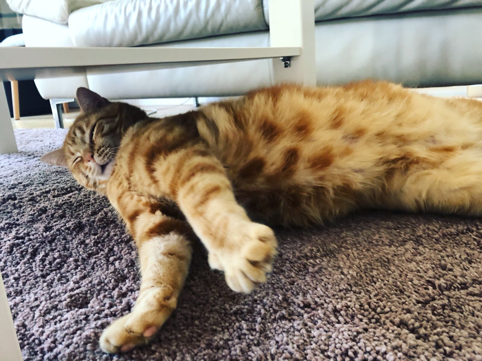 iPhone 8 back camera 3.99mm f/1.8 sample photo. Katze, kätzchen, gustaf photography