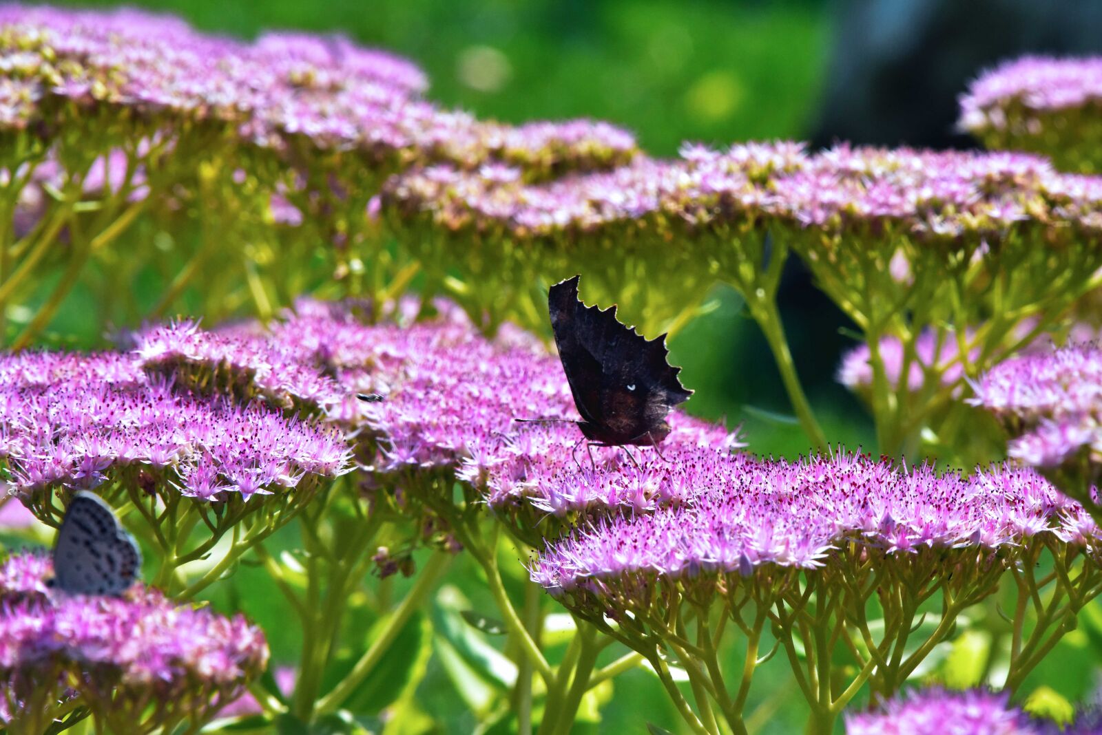 Nikon D810 sample photo. Beautiful, flowers, butterfly photography