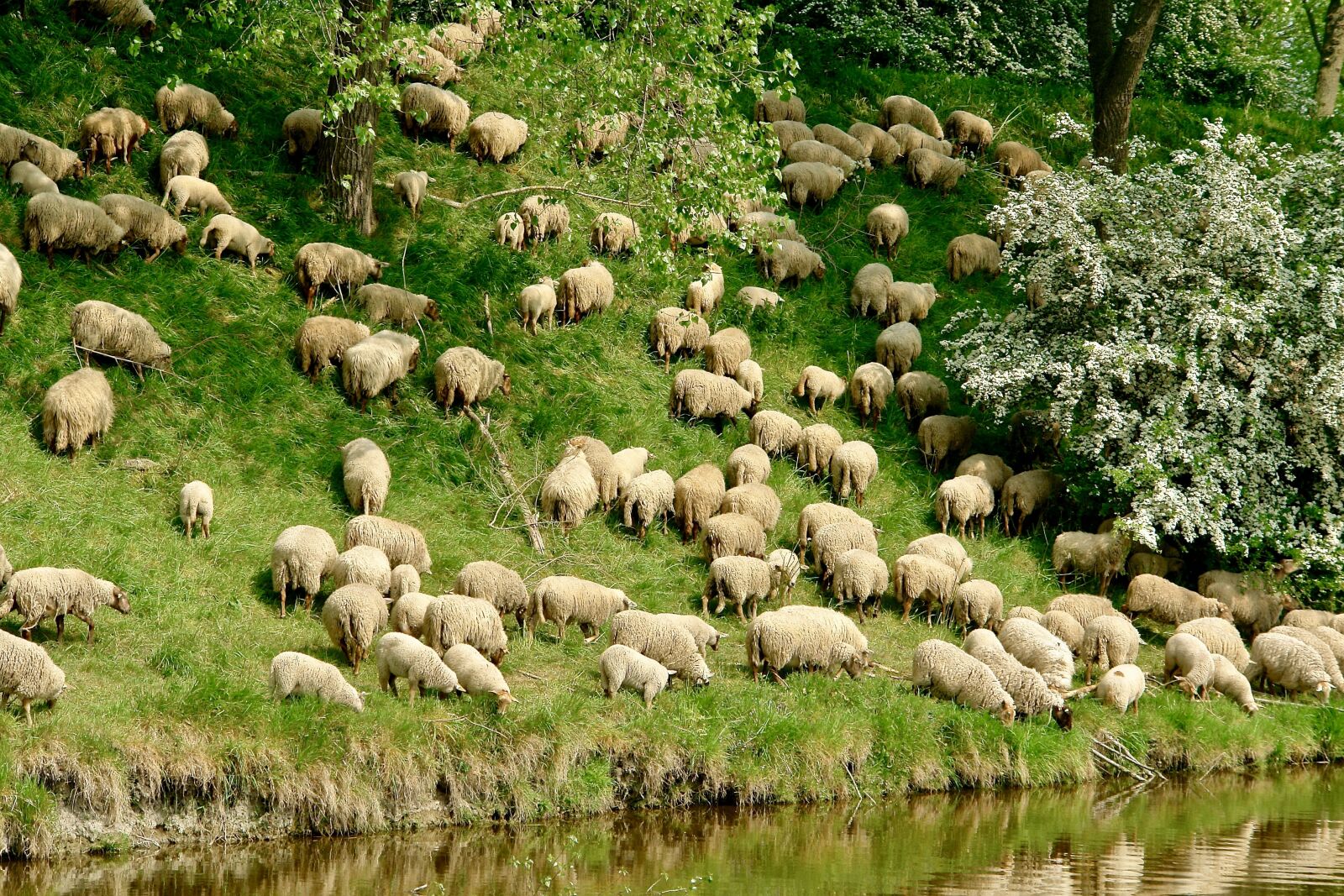 Sony DSC-R1 sample photo. Sheep, grassland, dyke photography