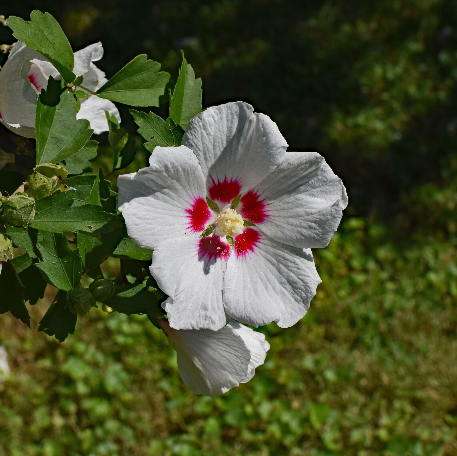 Nikon D3300 sample photo. Rose of sharon, flower photography