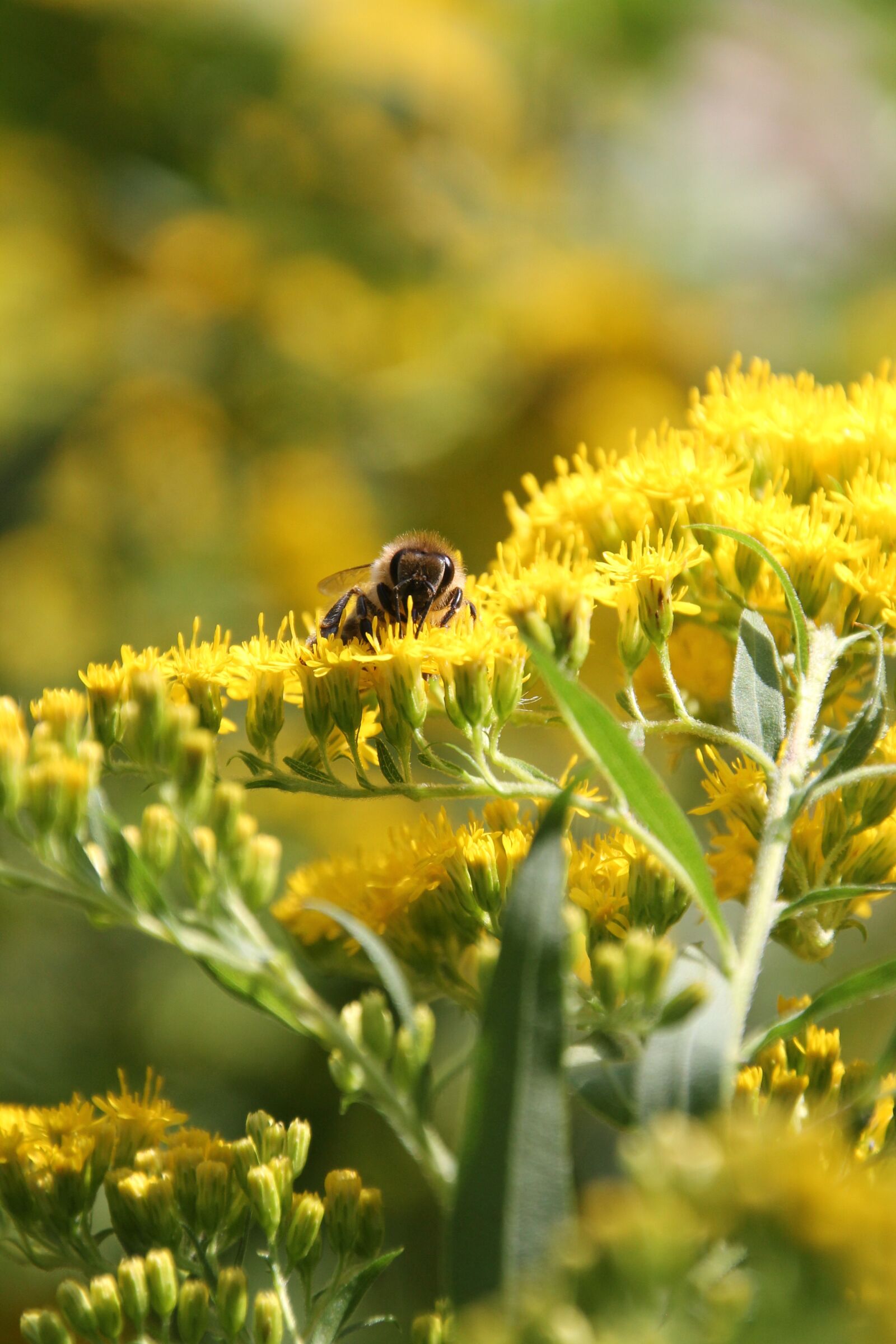 Canon EOS 1100D (EOS Rebel T3 / EOS Kiss X50) sample photo. Bee, yellow, flowers photography