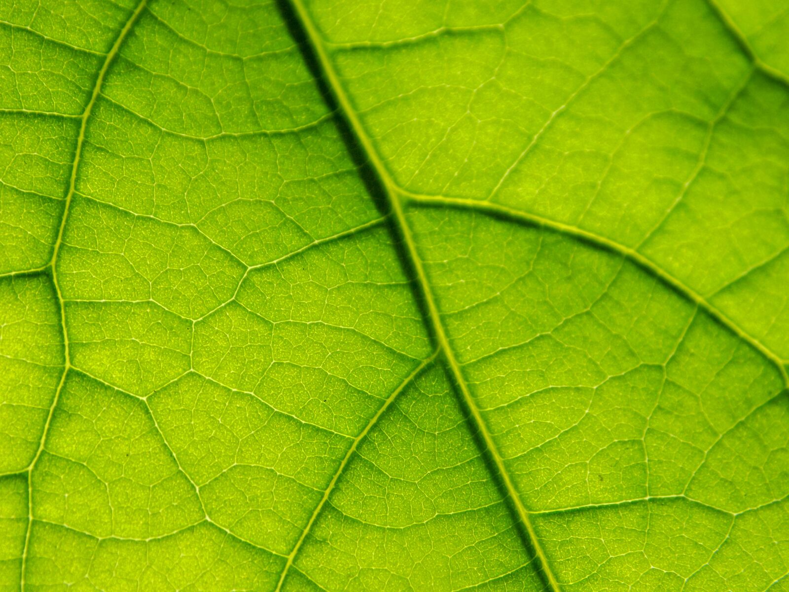 Nikon COOLPIX L330 sample photo. Leaf, macro, green photography