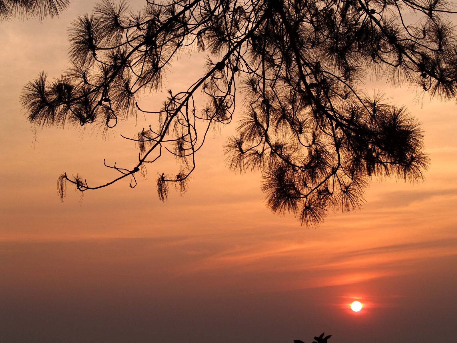 Olympus E-300 (EVOLT E-300) sample photo. Backlit, branch, dawn, dusk photography