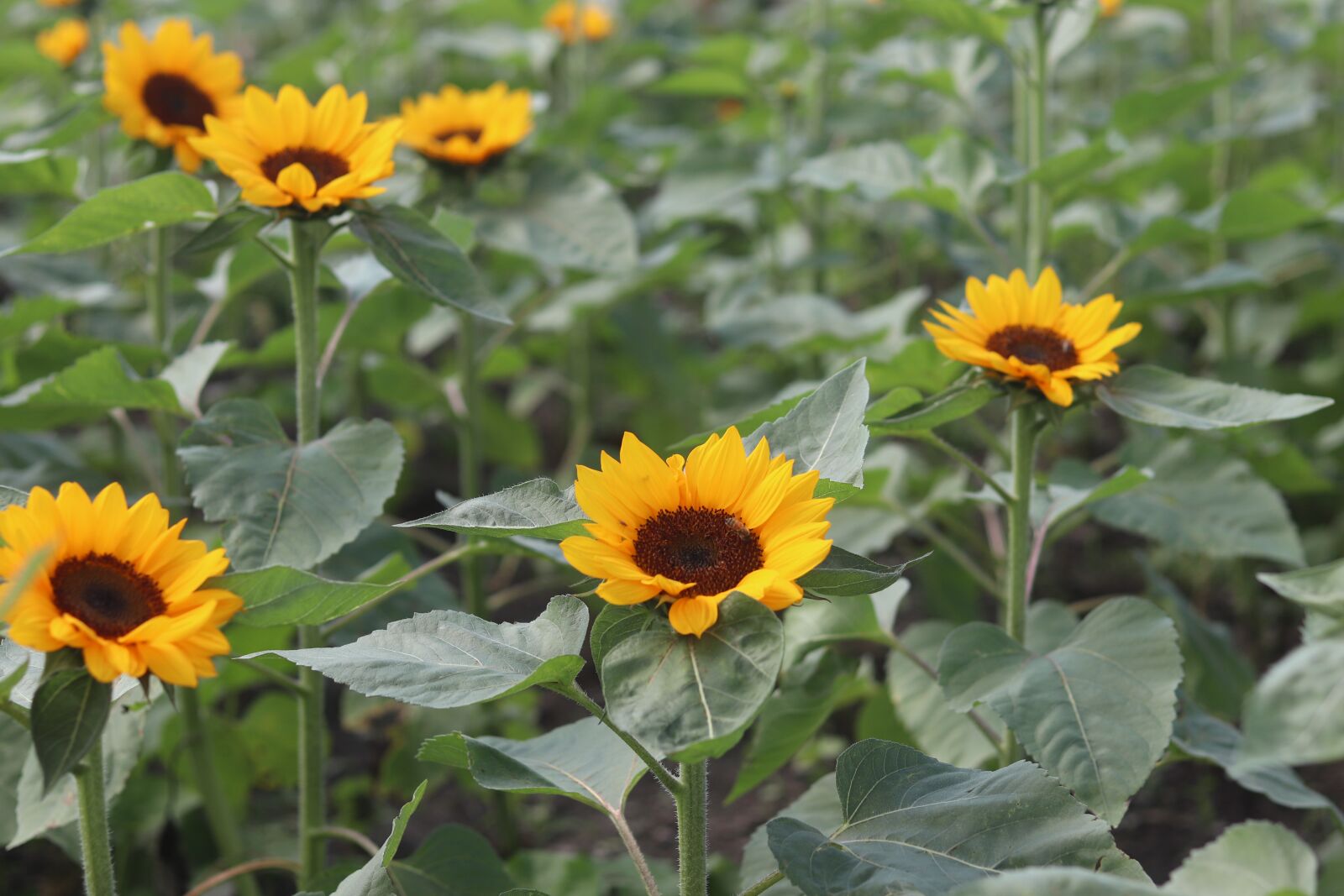 Canon EOS 800D (EOS Rebel T7i / EOS Kiss X9i) sample photo. Sunflower, sun flower, garden photography